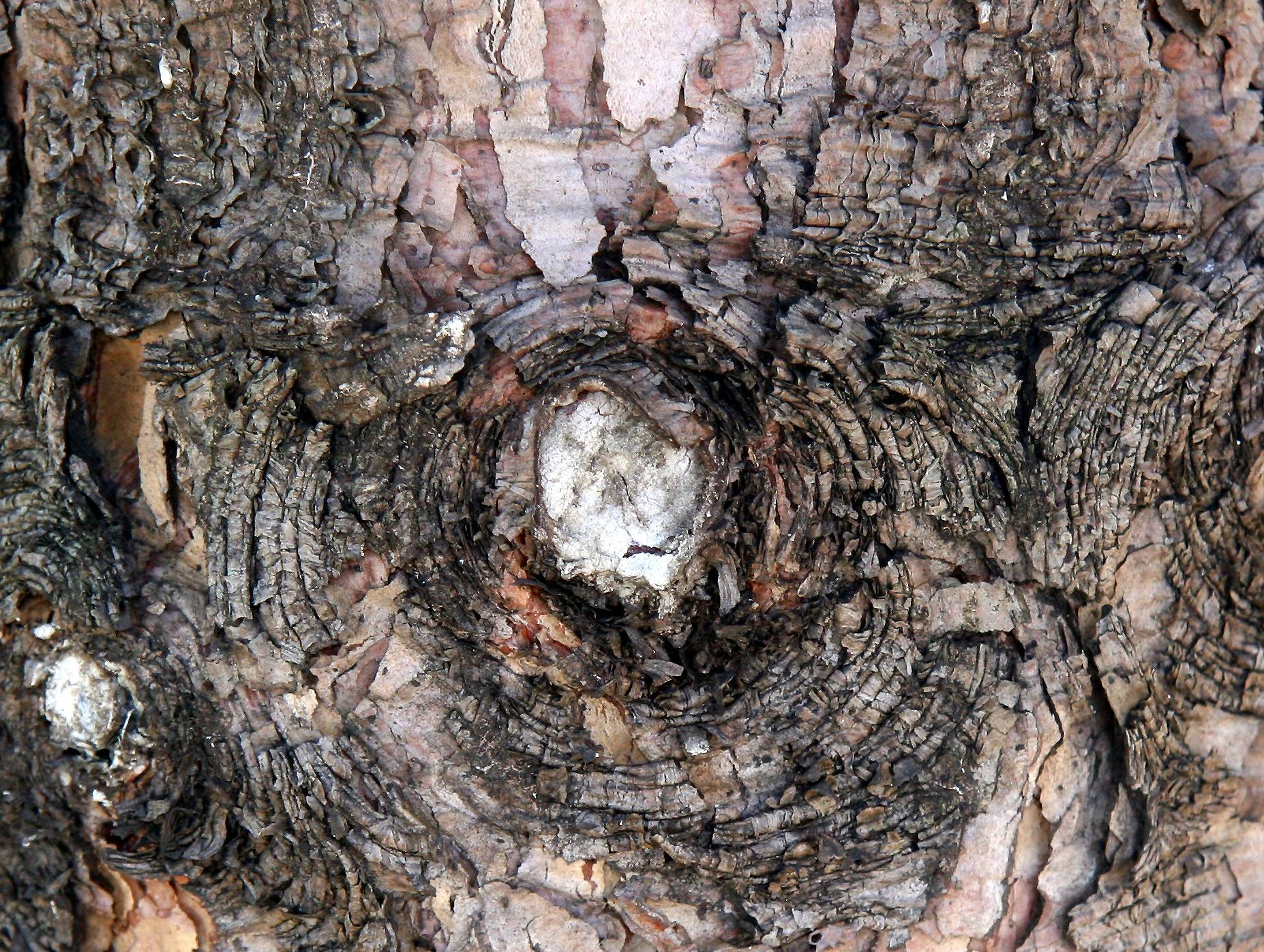 Long Needle Pine Tree Bark