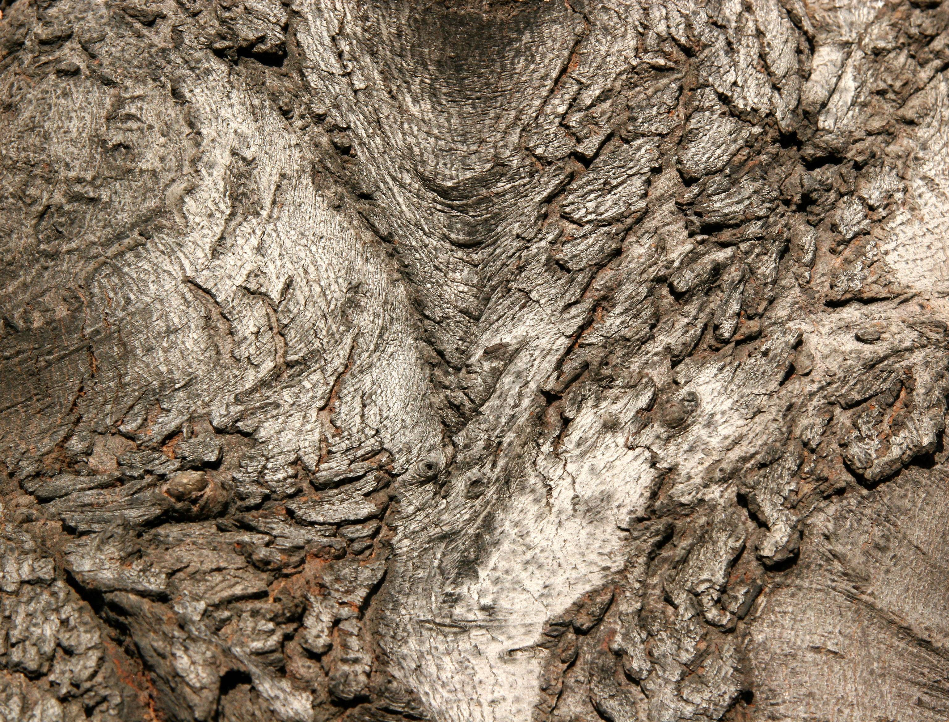 Maple Bark