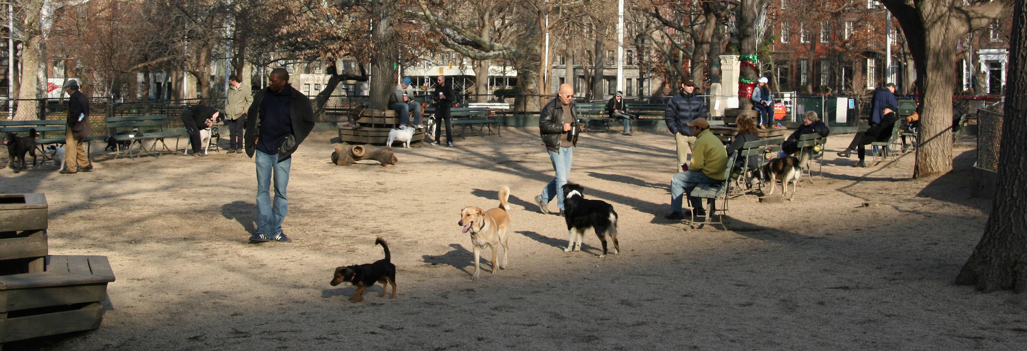 Dog Run Activities