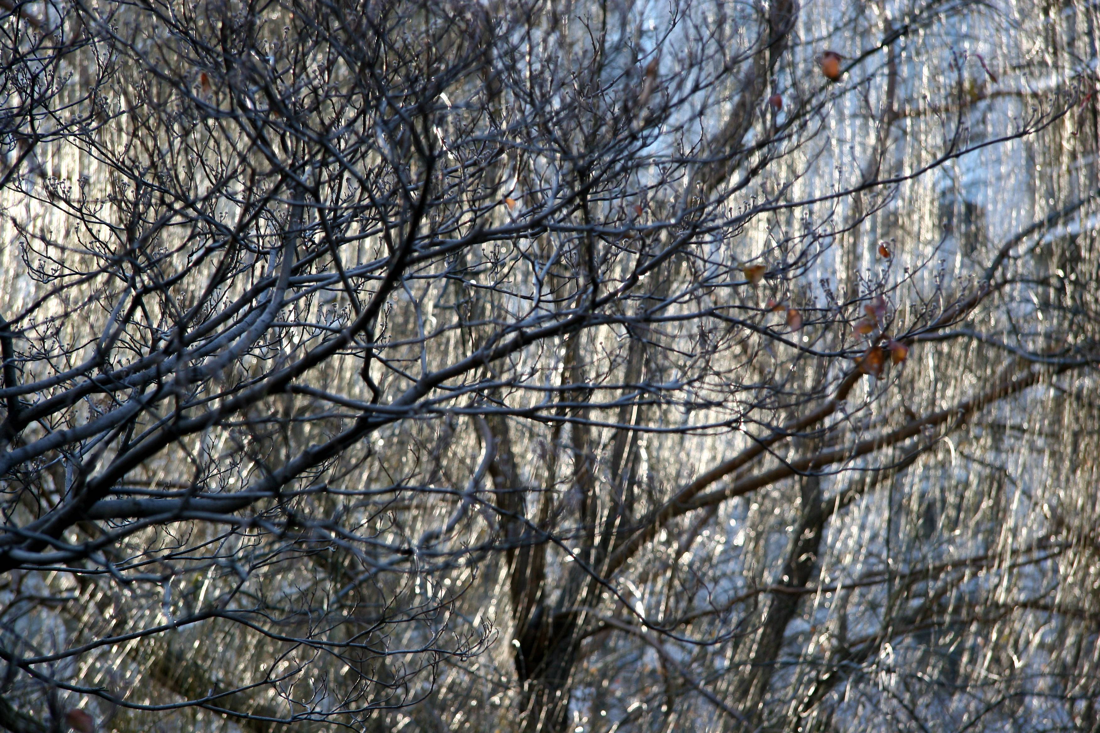 Willow & Dogwood Tree Branches