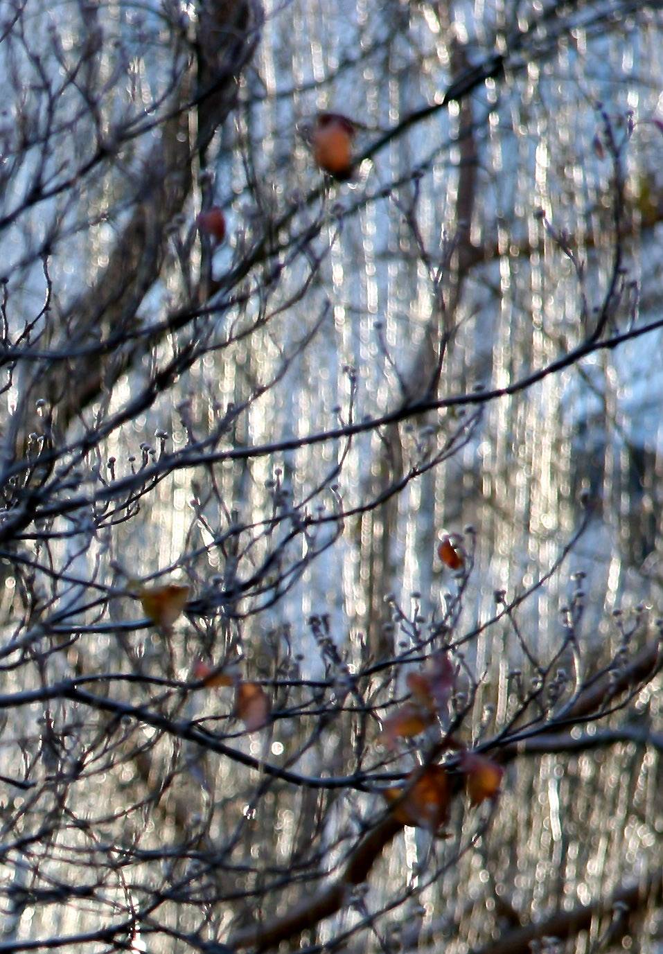 Willow & Dogwood Tree Branches