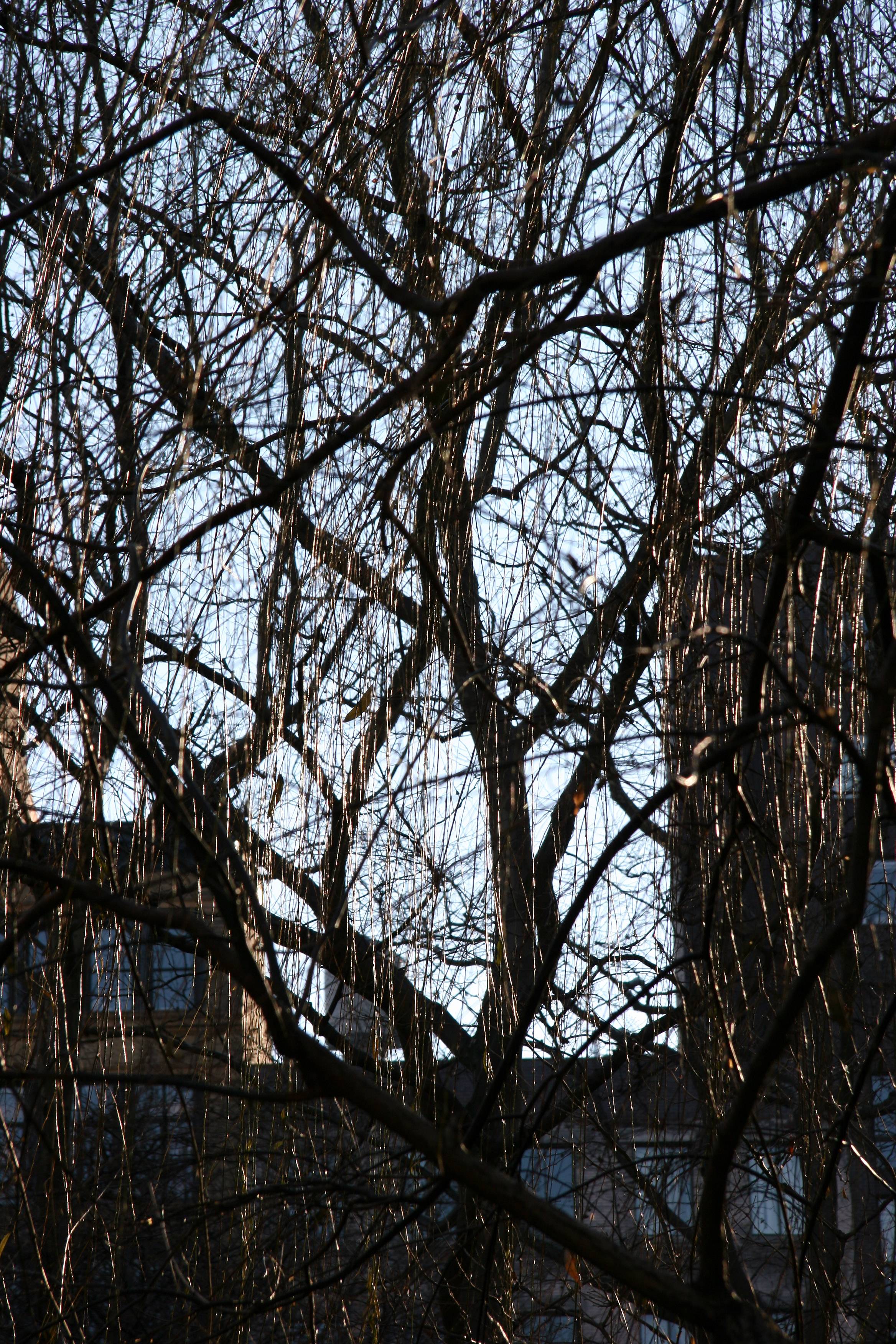 Willow Tree Branches
