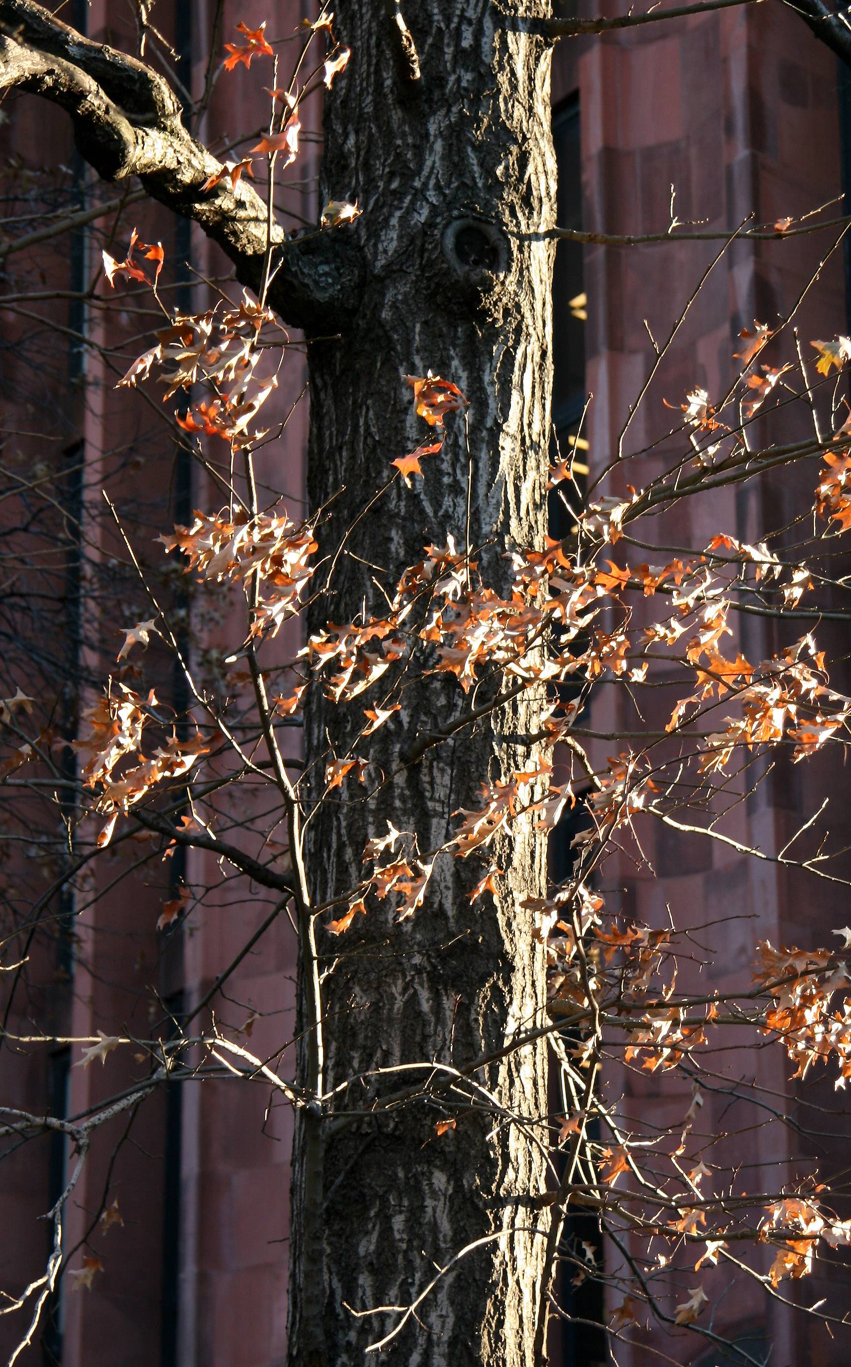 Oak Tree Foliage & NYU Library