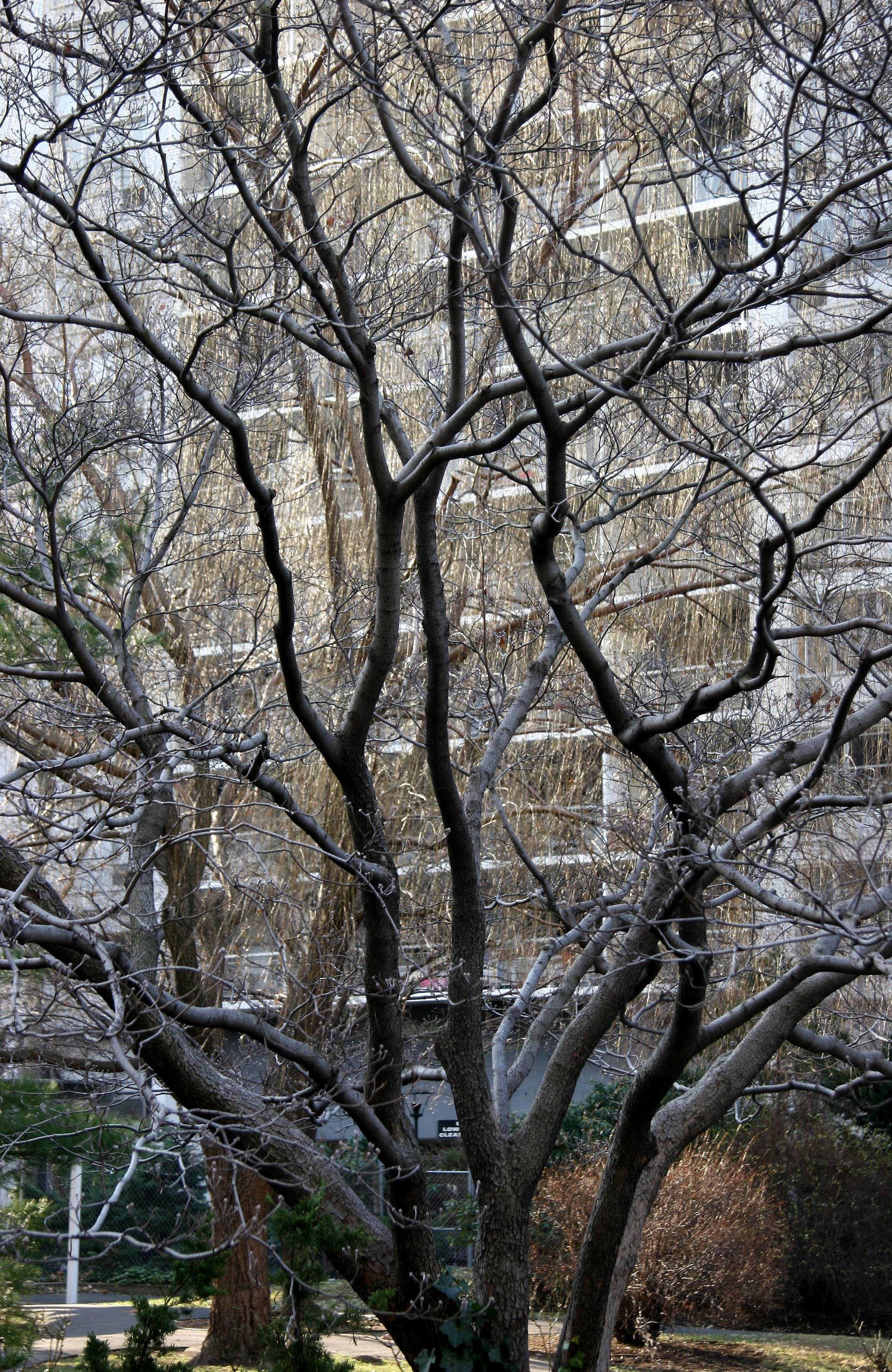 Dogwood & Willow Branches