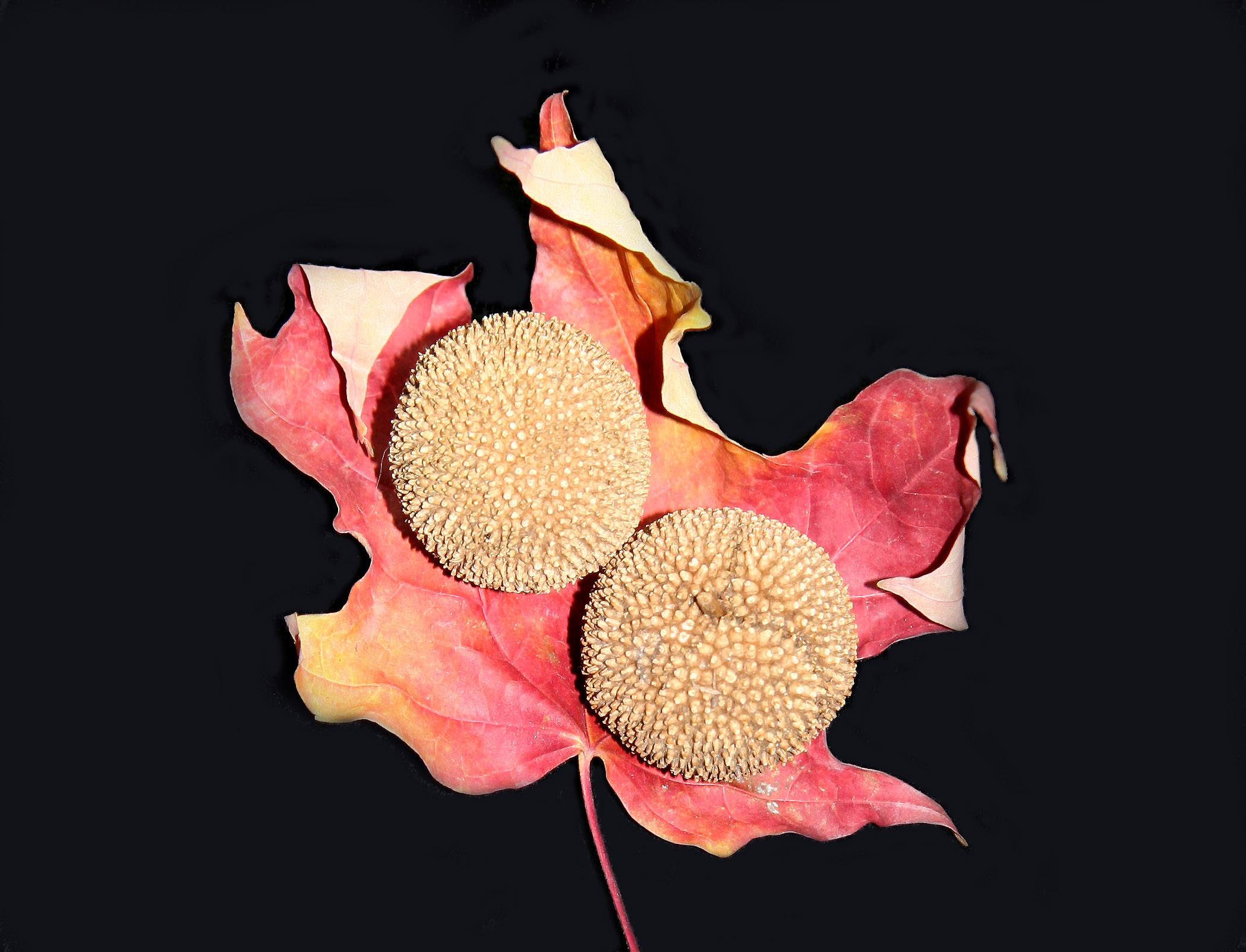 Sycamore Seed Balls in a Maple Leaf Glove