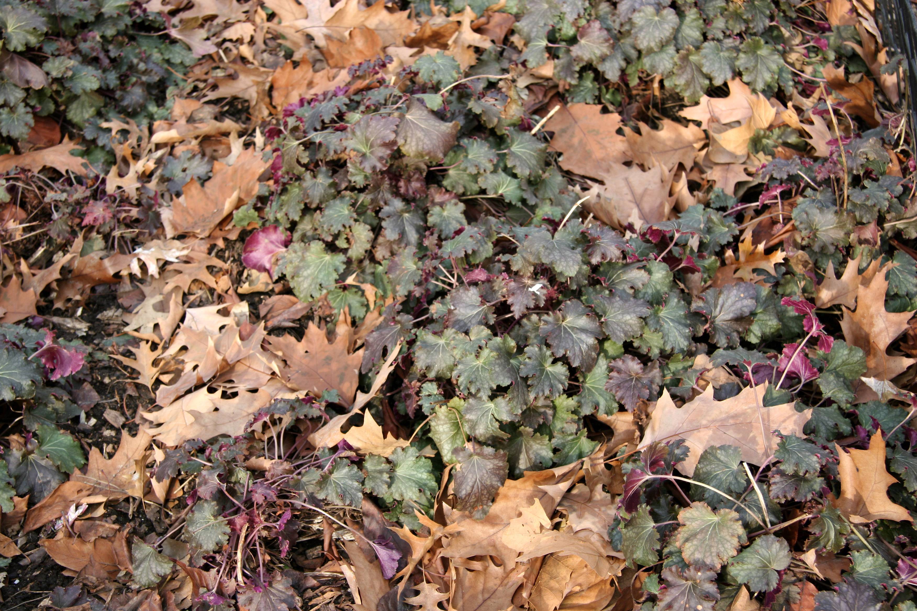 Ground Foliage