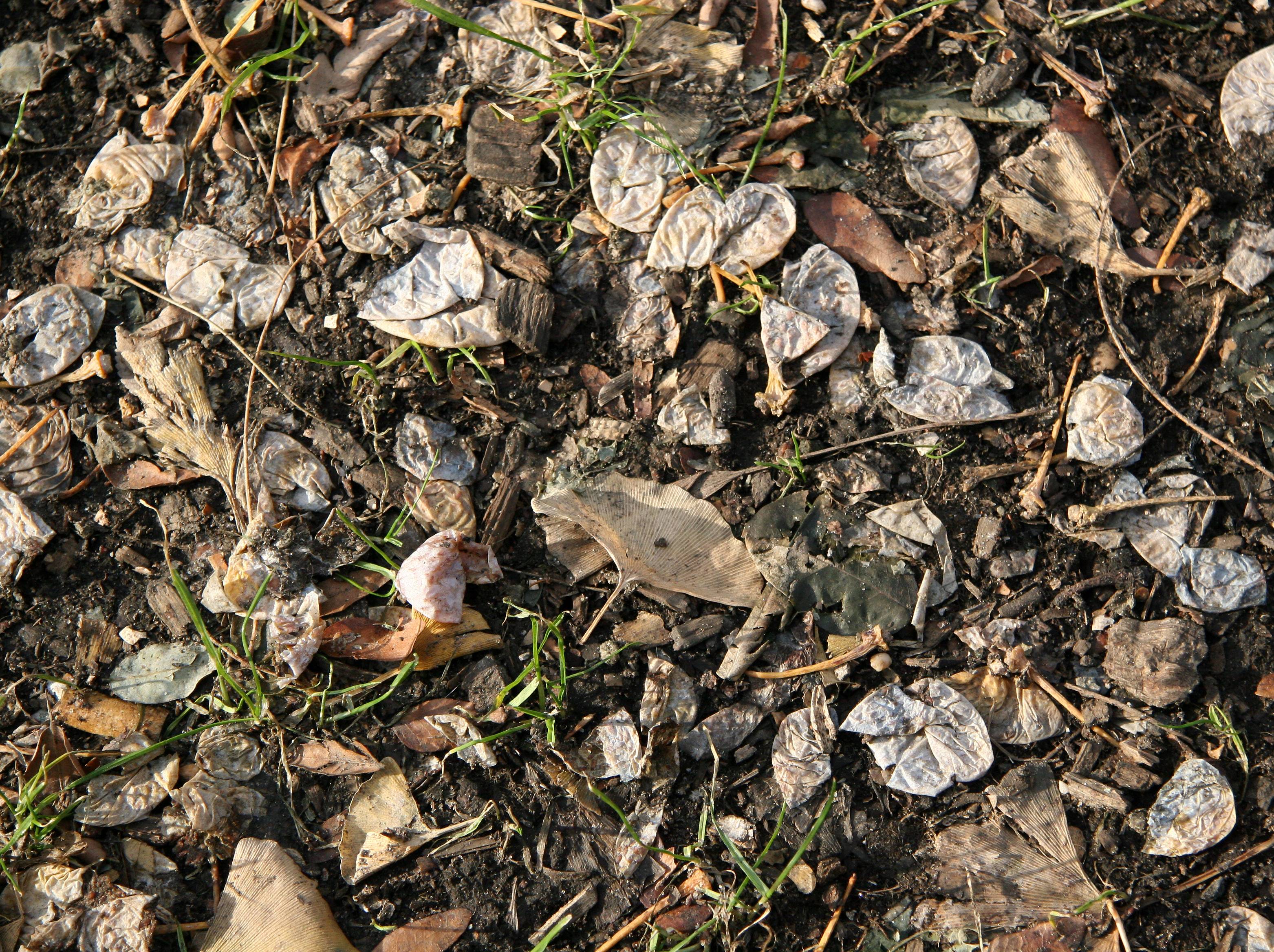 Ginkgo Fruit Skins and Leaves