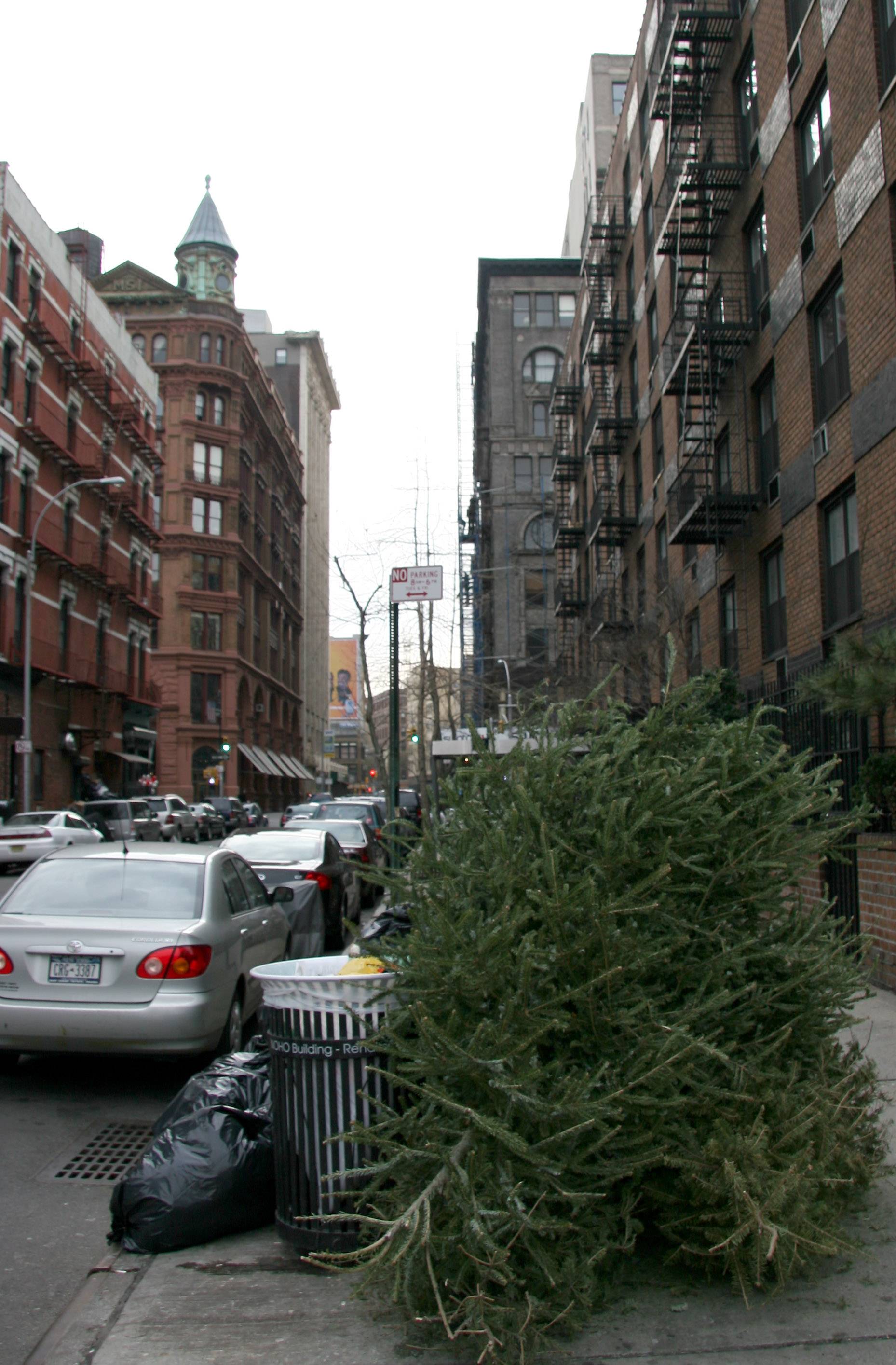 Christmas Tree Disposal at Mercer Street - East View