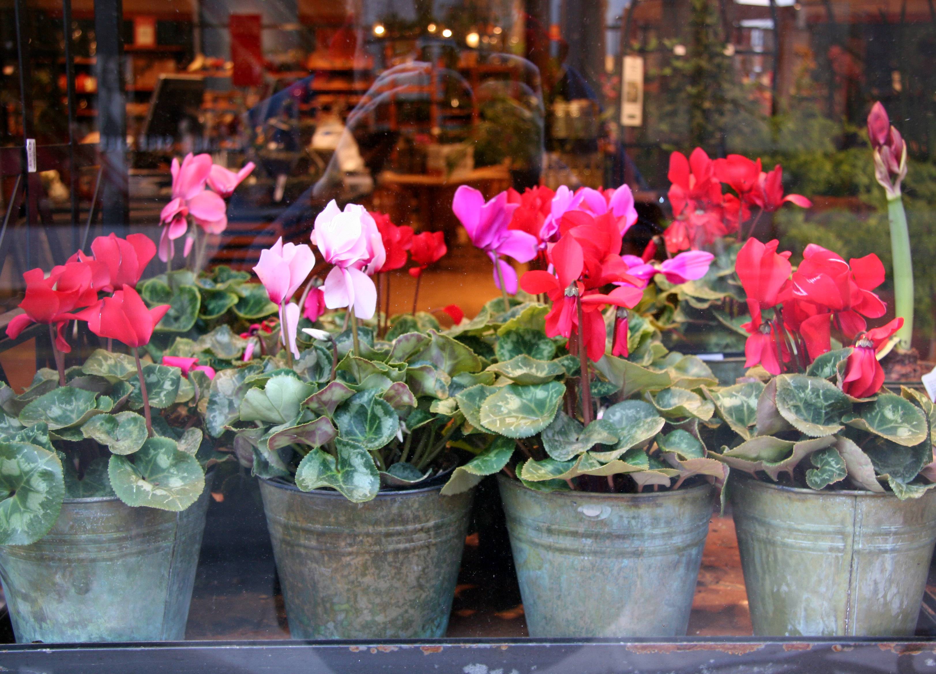 Cyclamen - Smith & Hawken Home & Garden Store