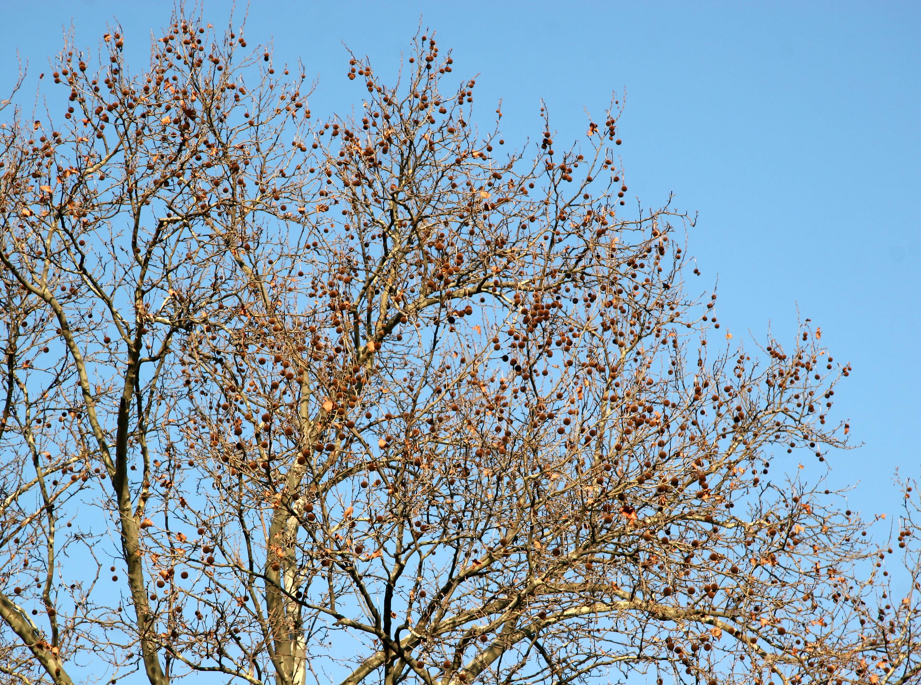 Sycamore Tree Seed Balls