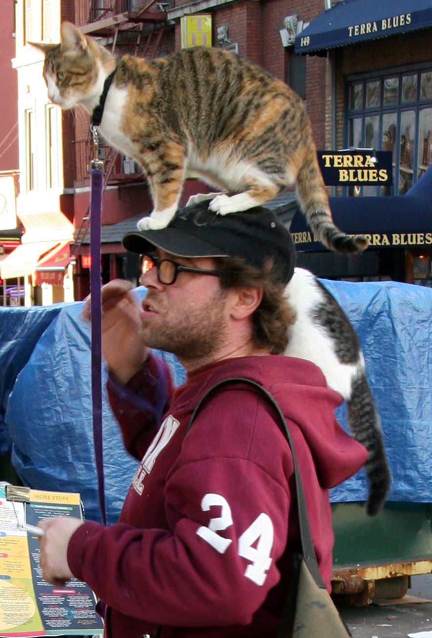 Cat Hat