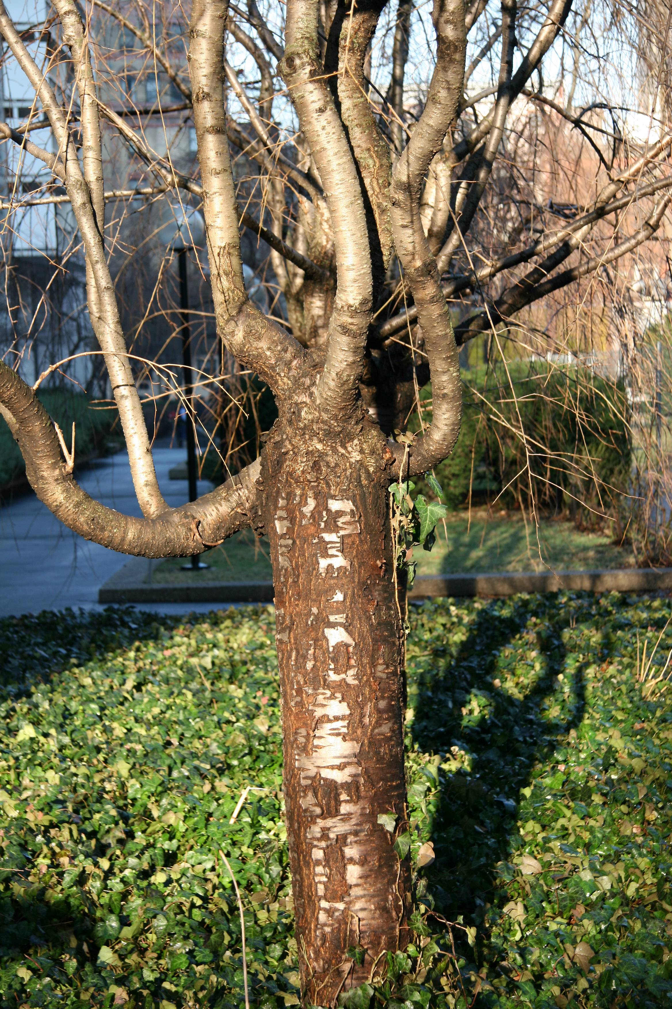 Cherry Trees