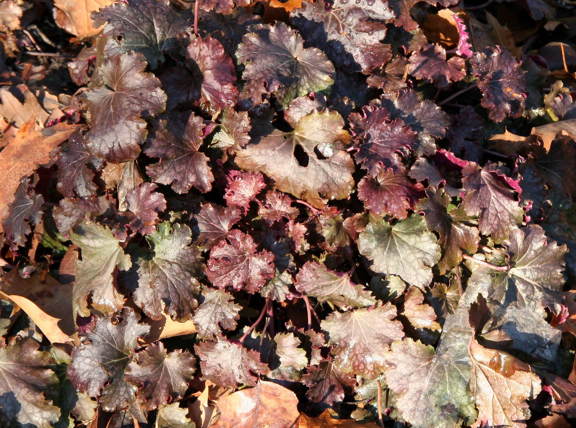 Heuchera