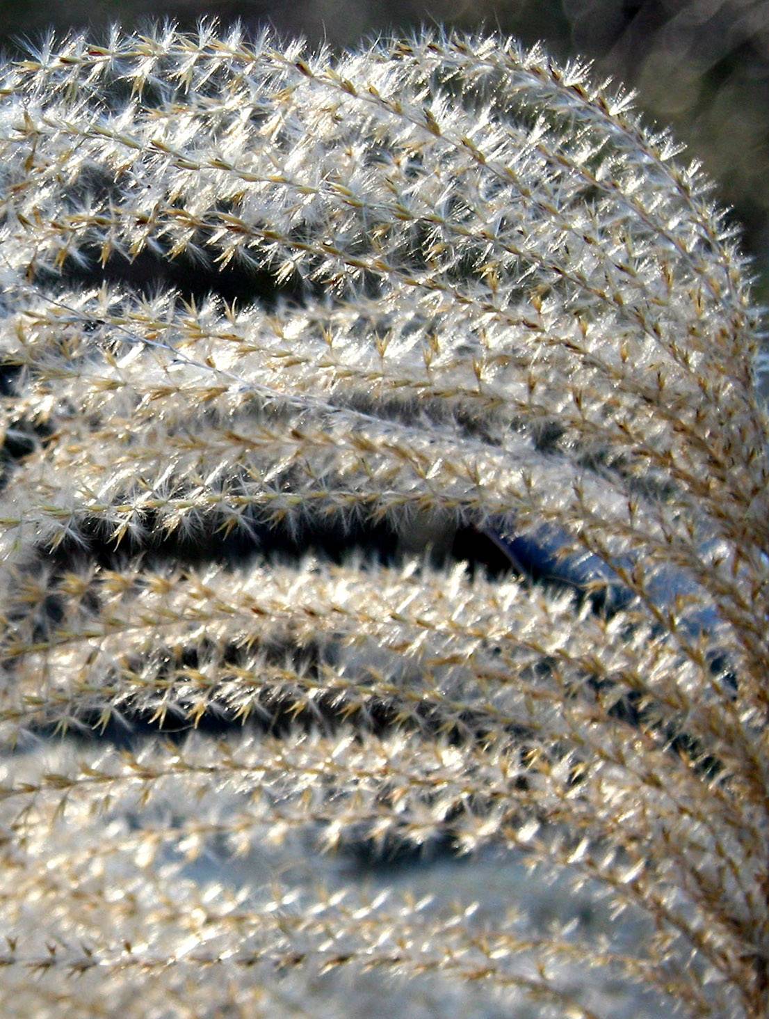 Pampas Grass