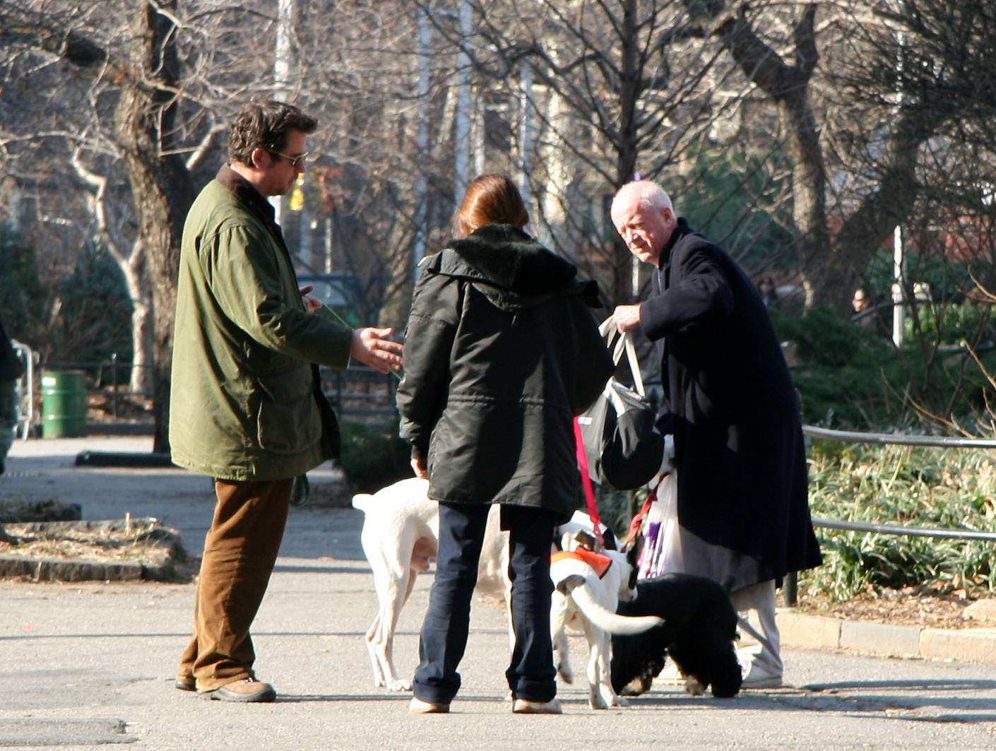 Dogs for Adoption