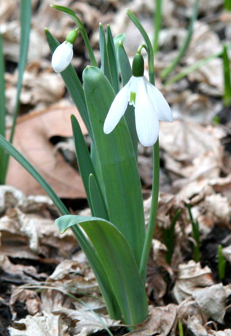 Snowdrops