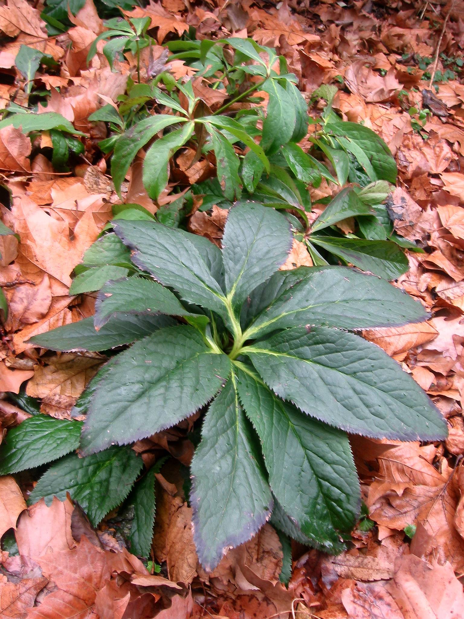 Lenten Rose Foliage