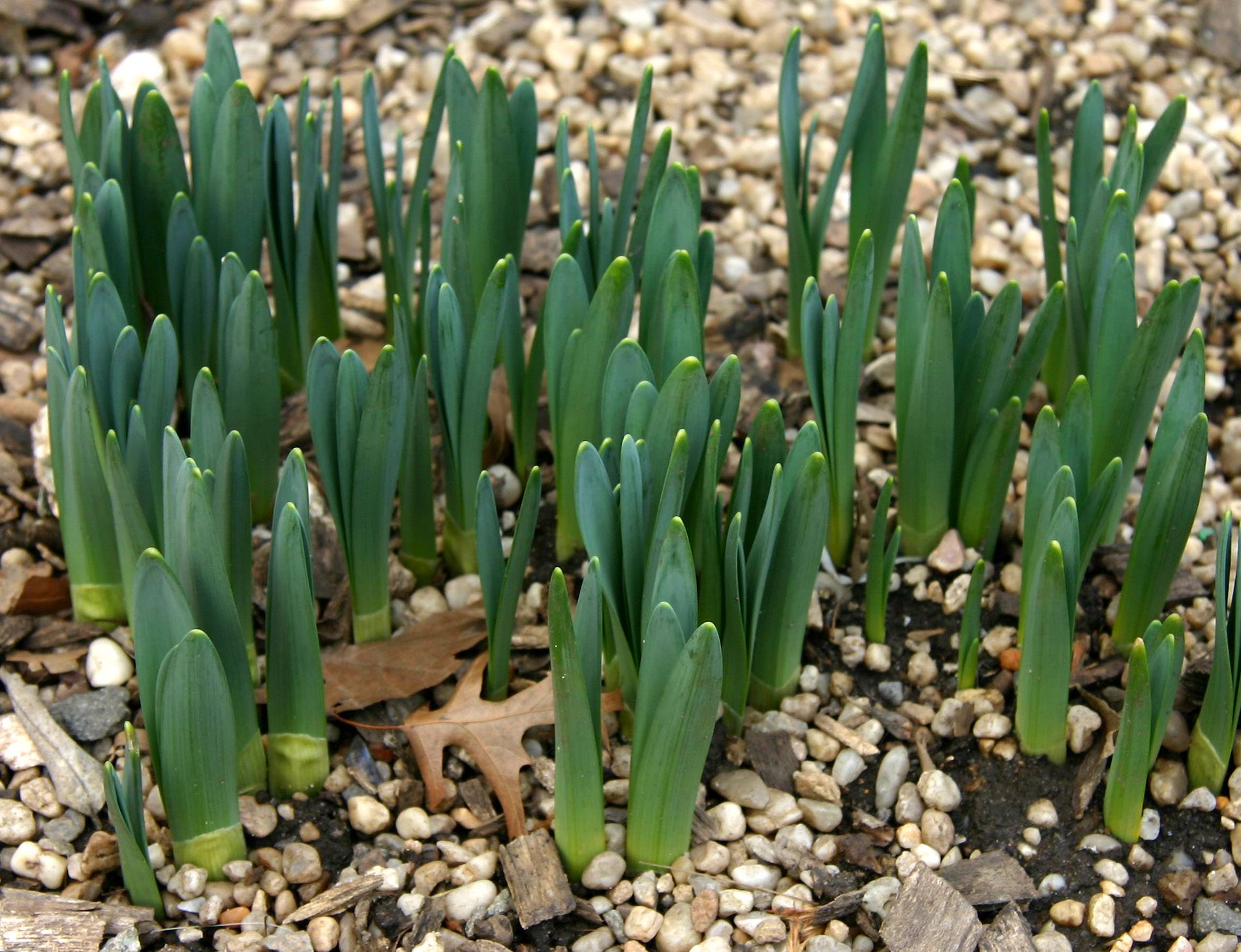 Daffodils Rising