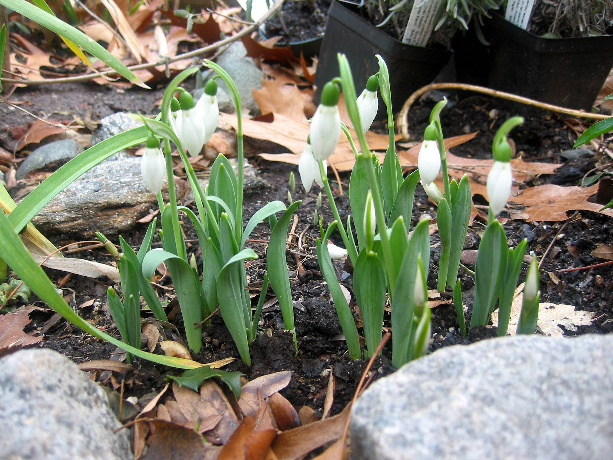 Snowdrops