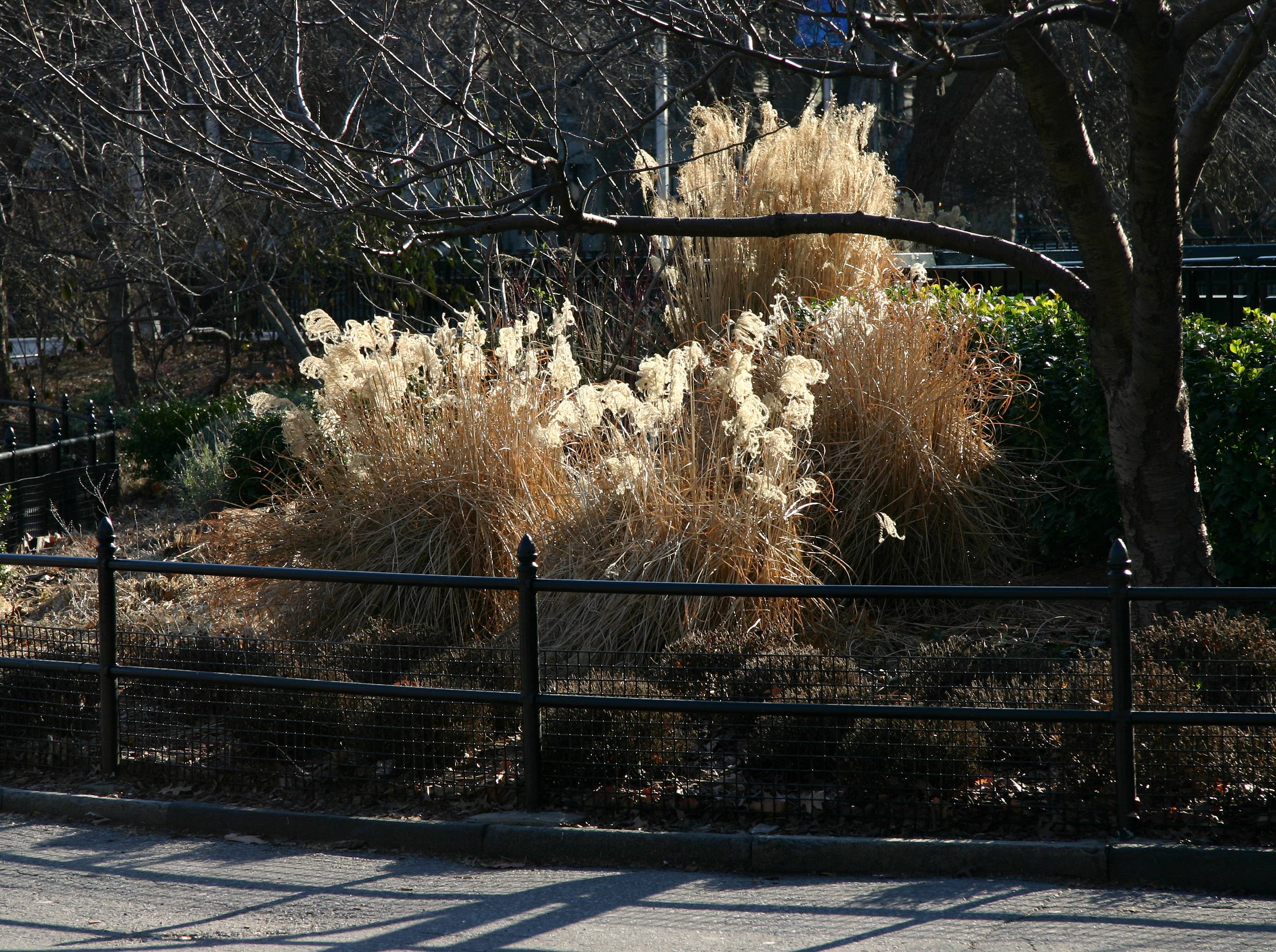 Pampas Grass Garden