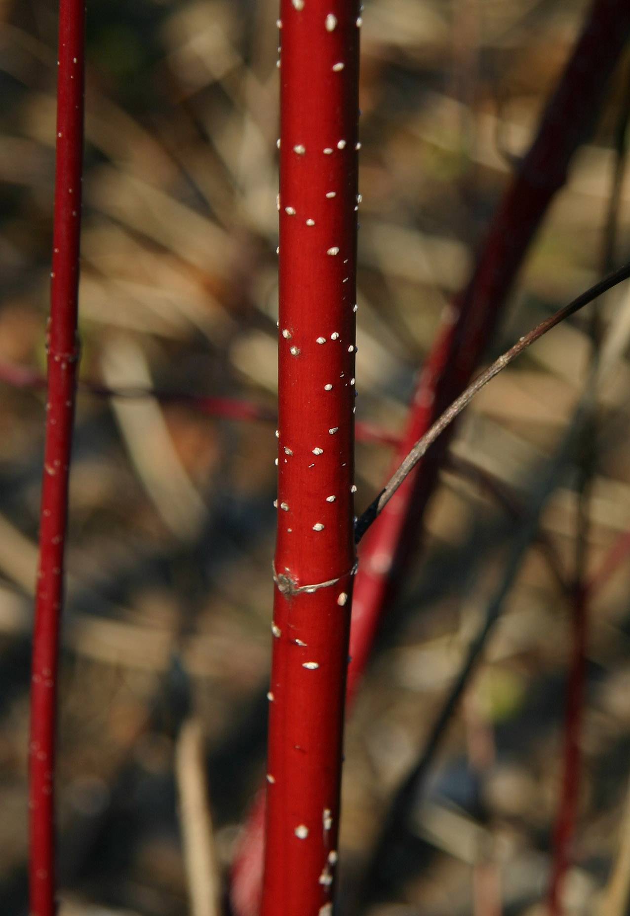 Red Bark Bush