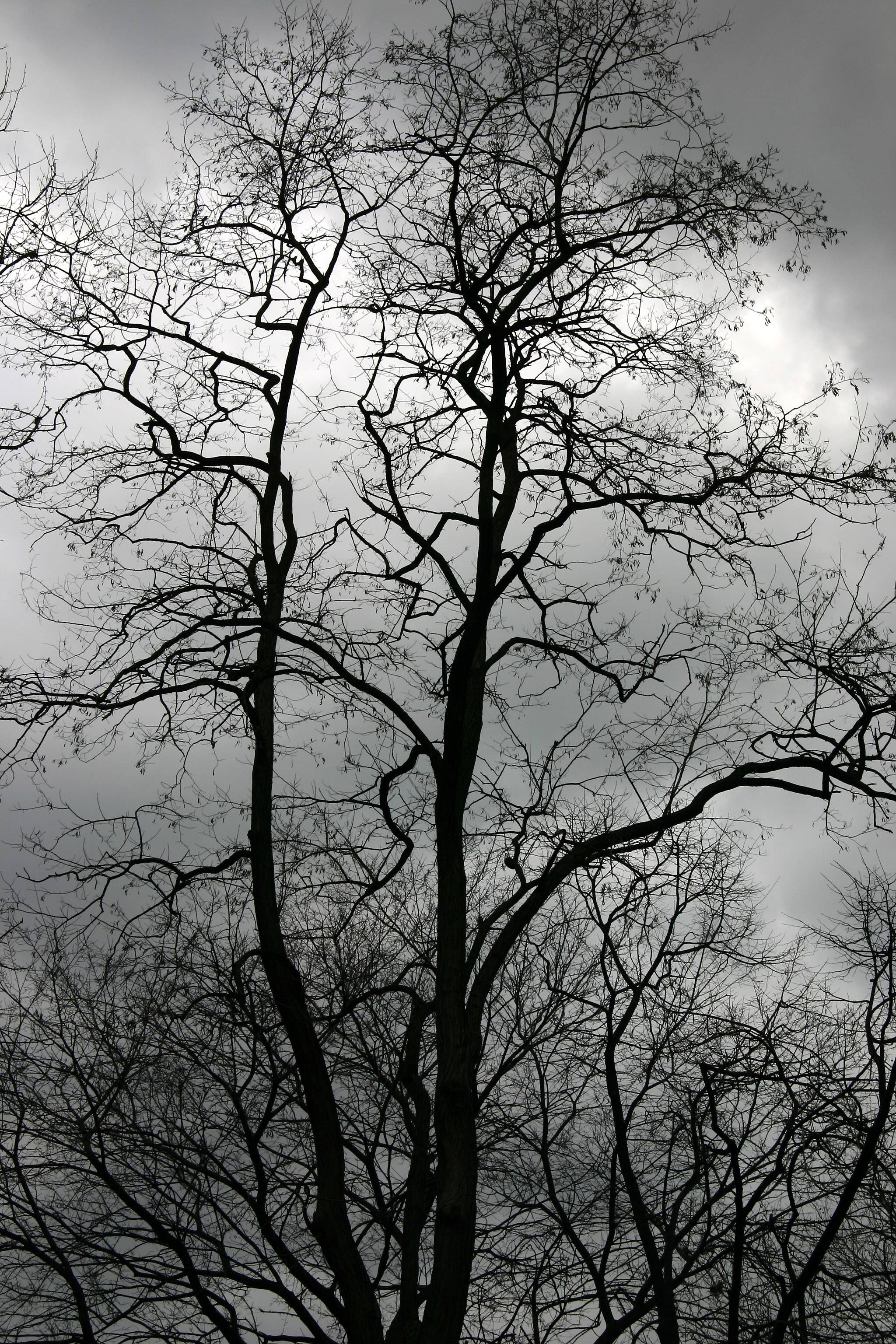 Black Locust Tree Top
