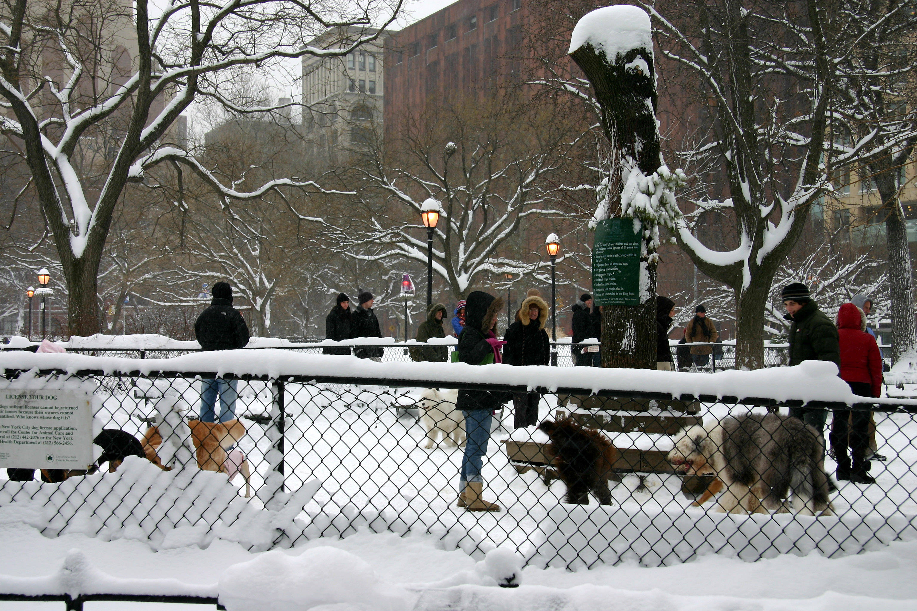 Dog Run