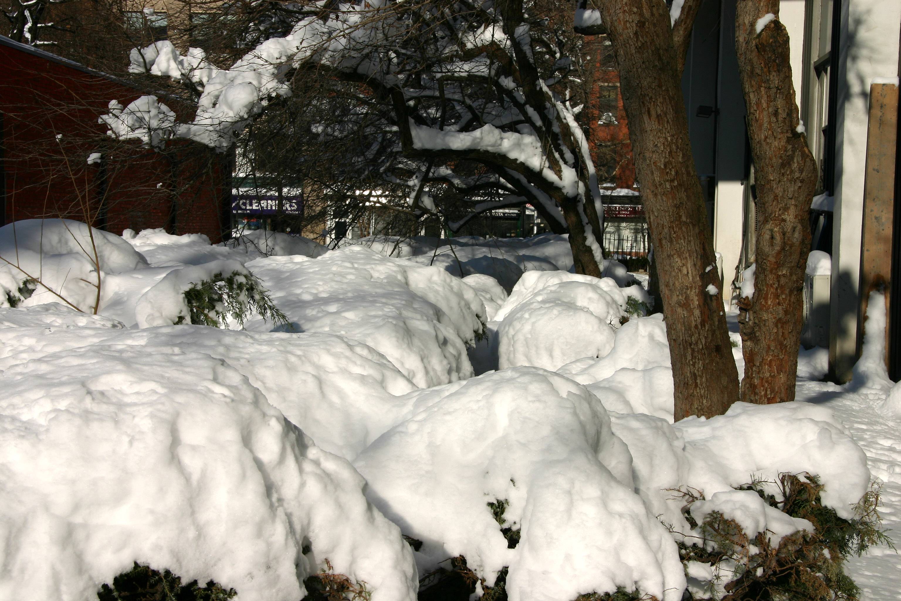 Juniper Bushes & Hawthorne Trees