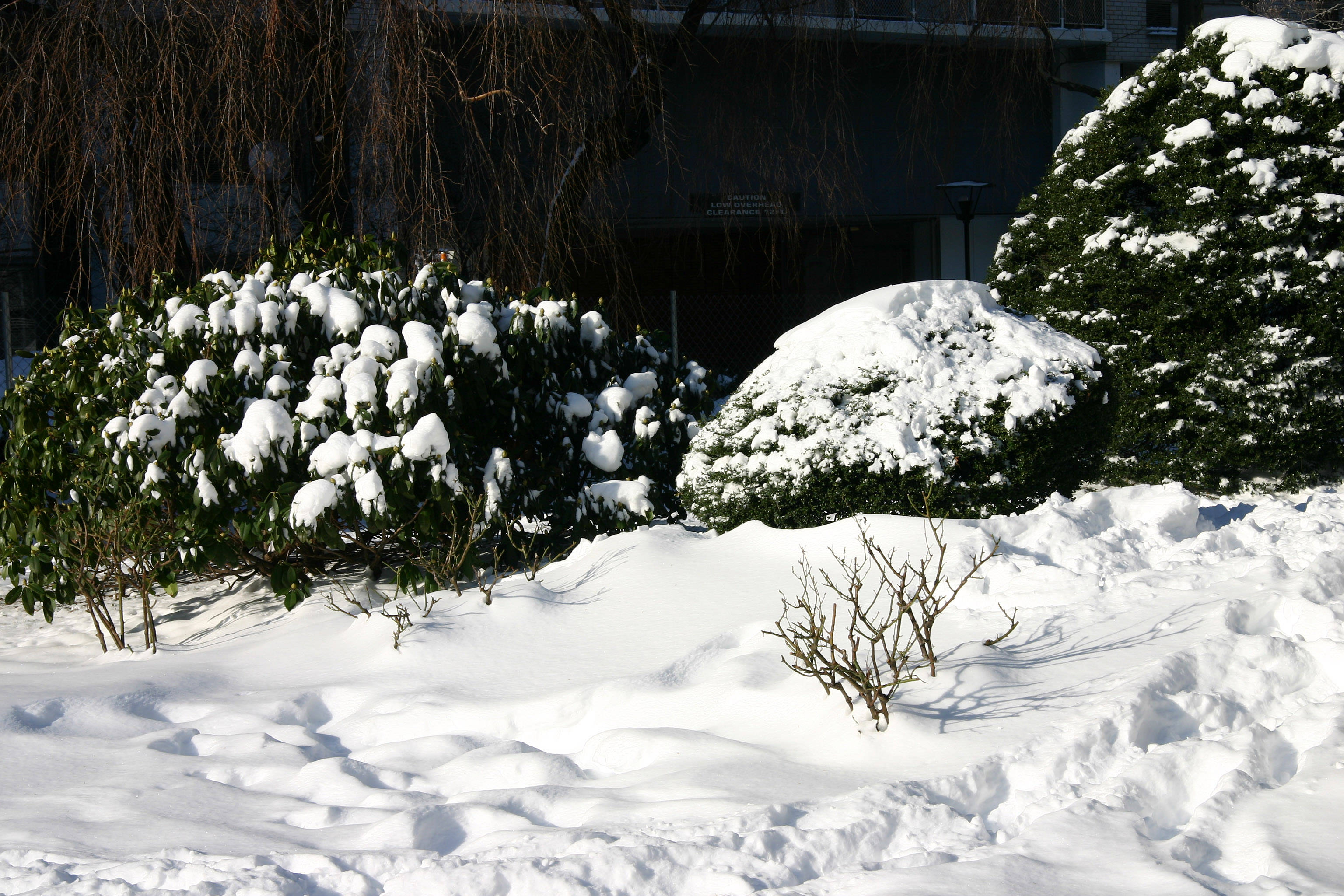 Rhododendron, Rose & Boxwood Bushes