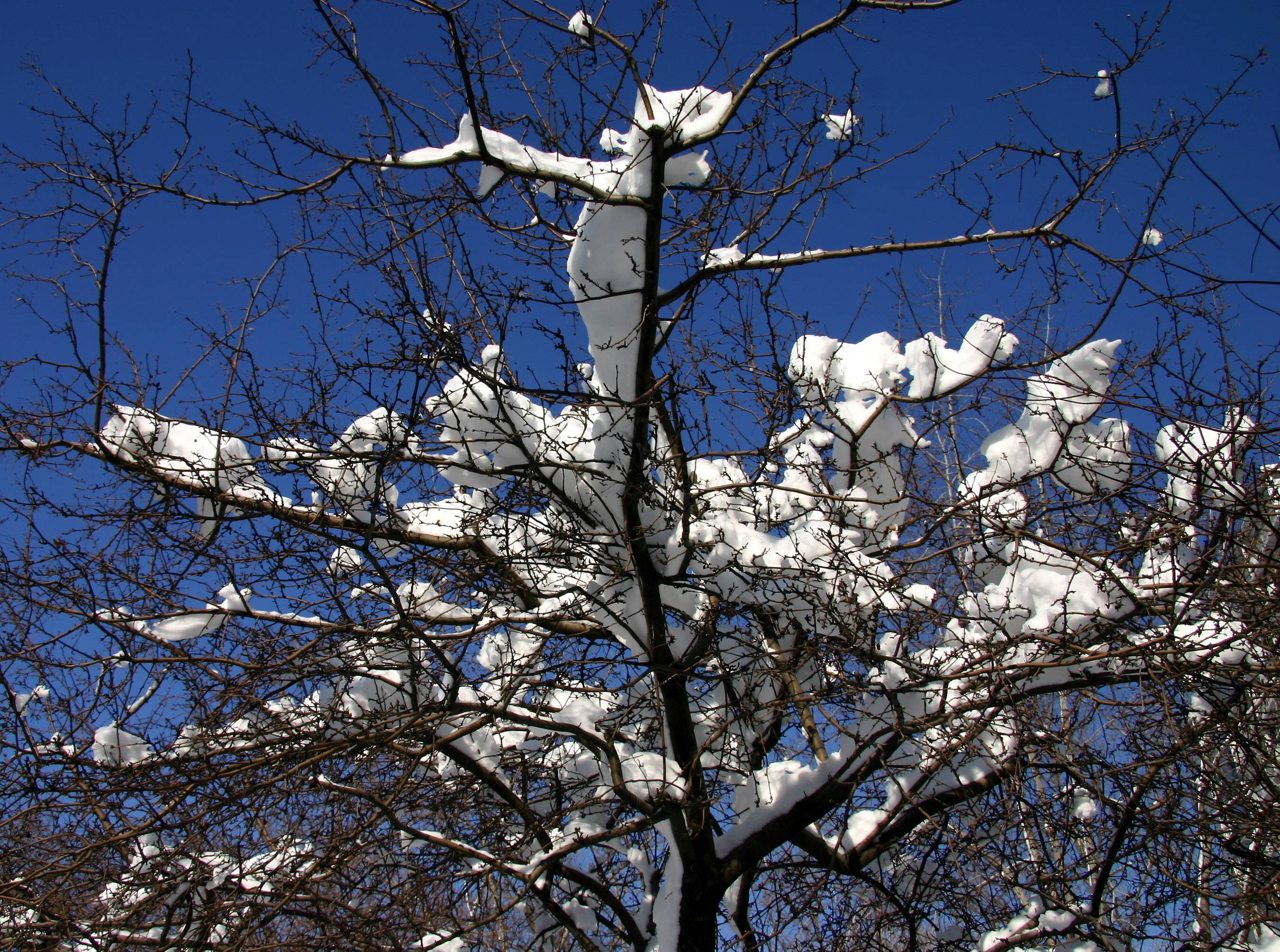 Crab Apple Tree Branches