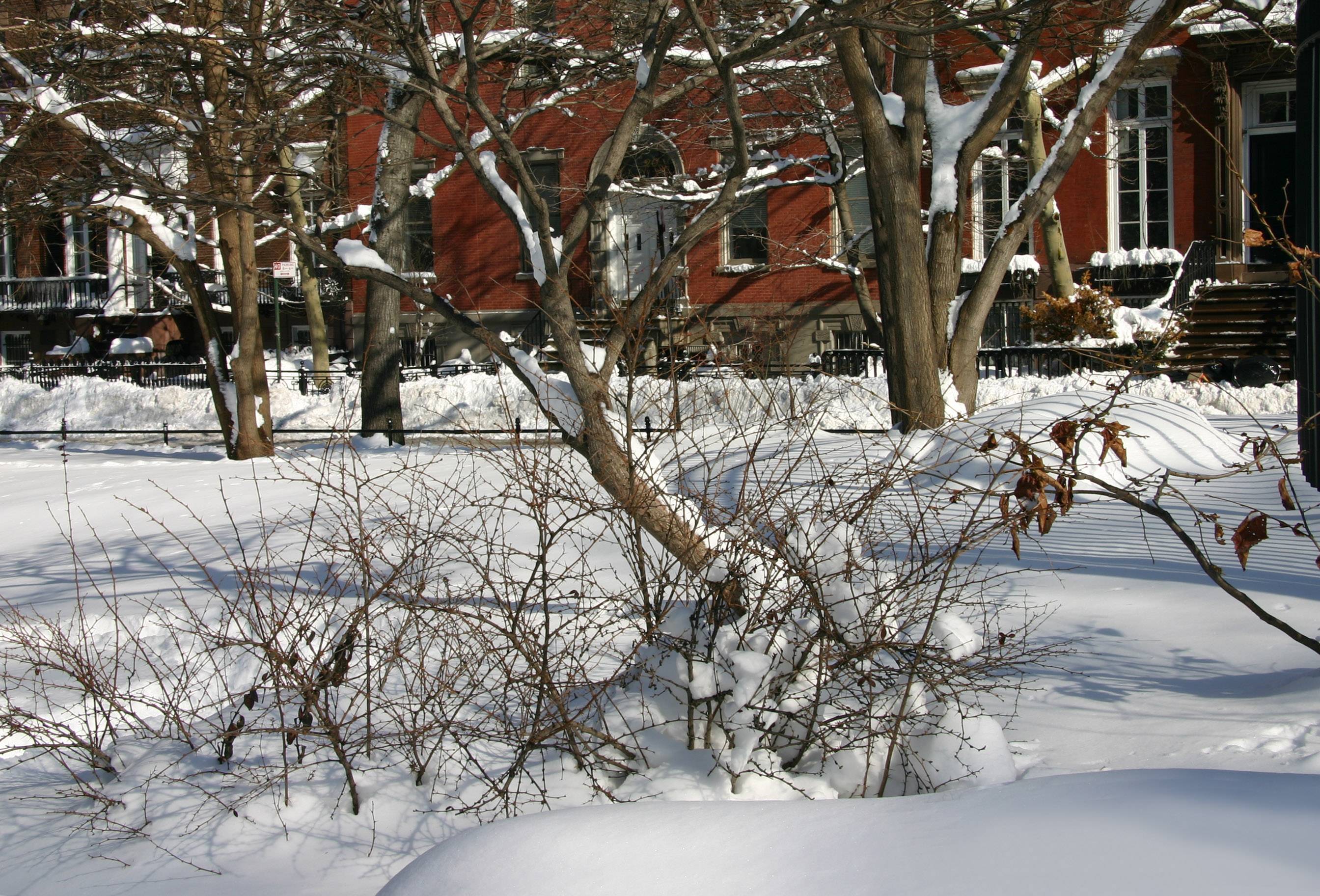 Winter Garden at Washington Square North
