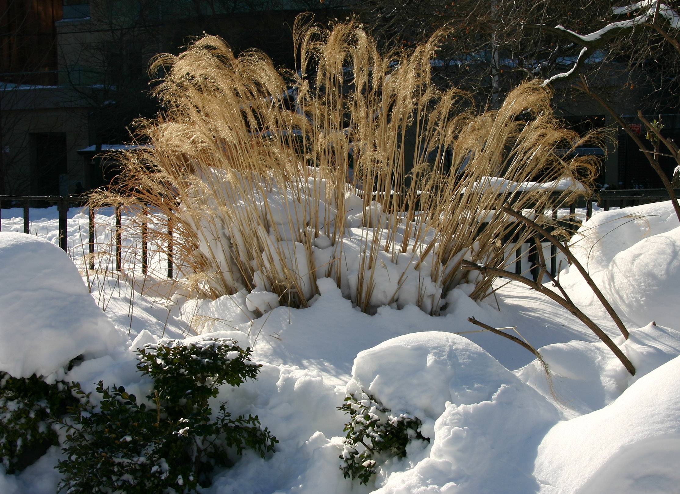Winter Garden