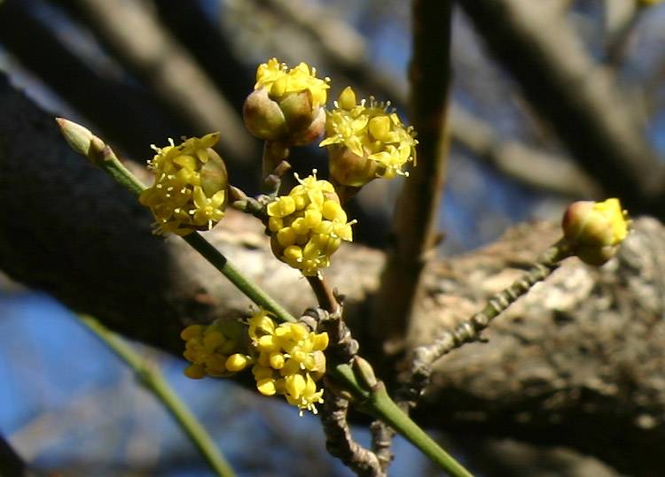 Cornus Mas Dogwood