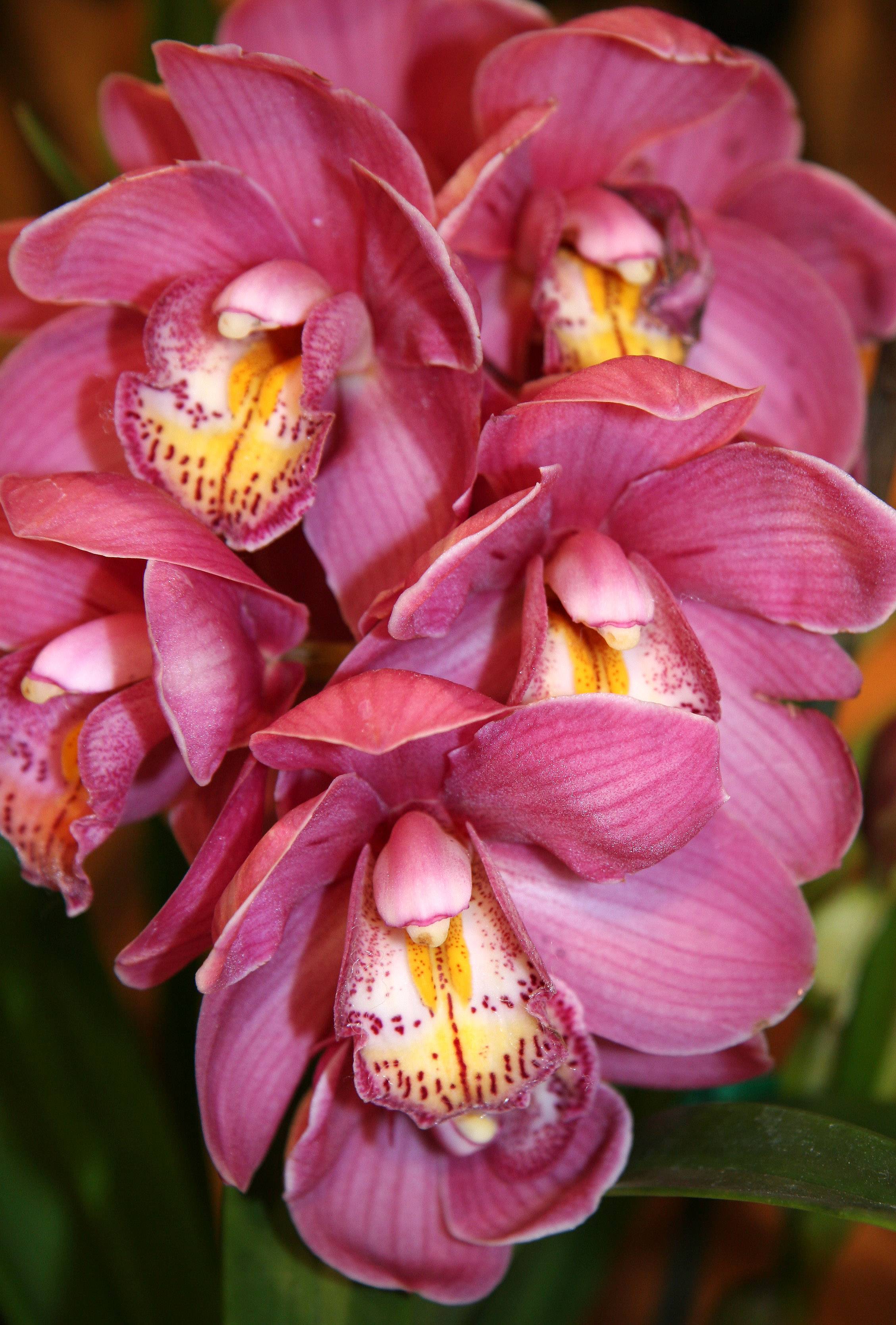 Orchids - Garden Supply Store