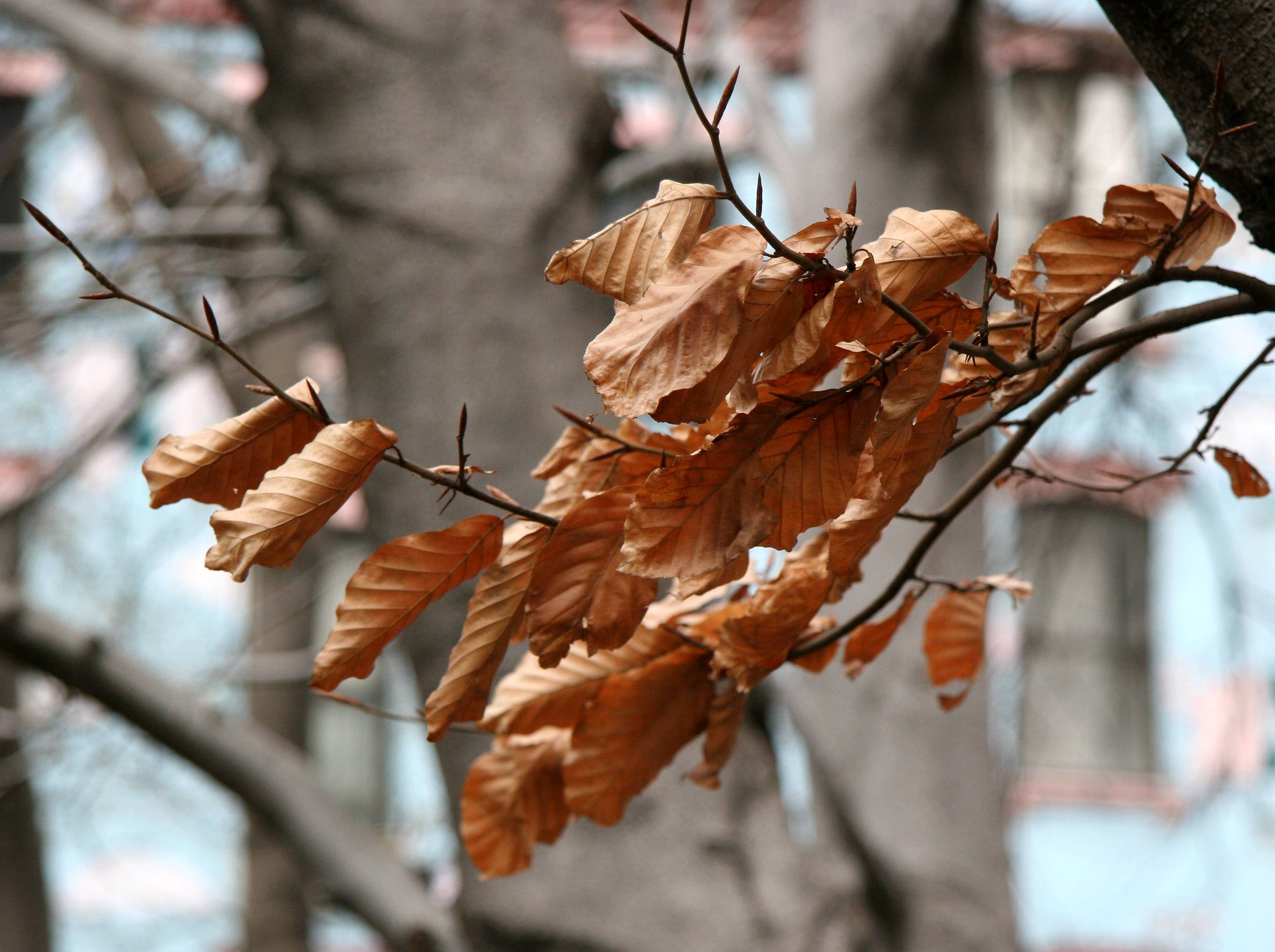 Oak - Old Foliage & New Buds