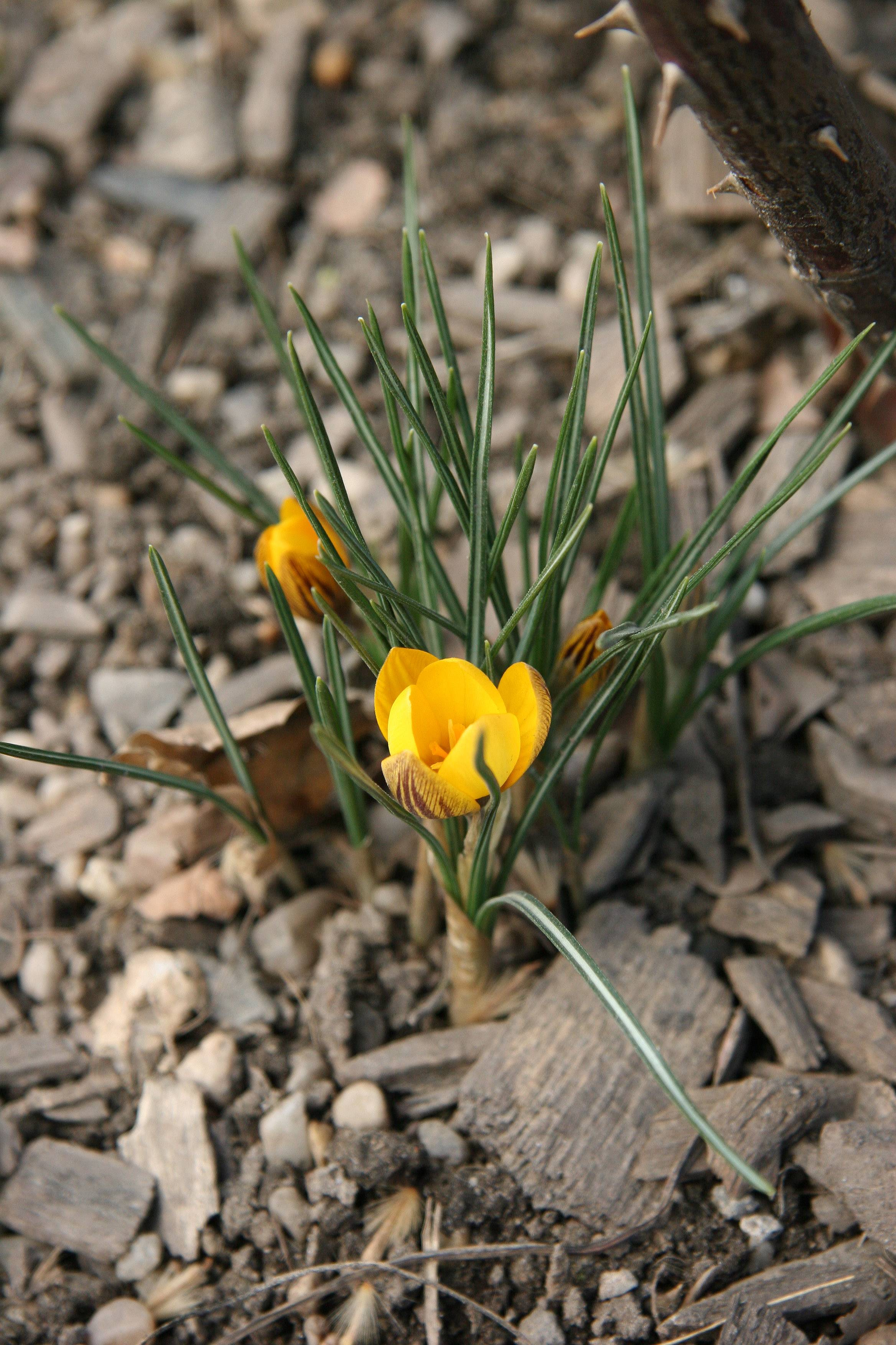 First Yellow Crocus of the Season