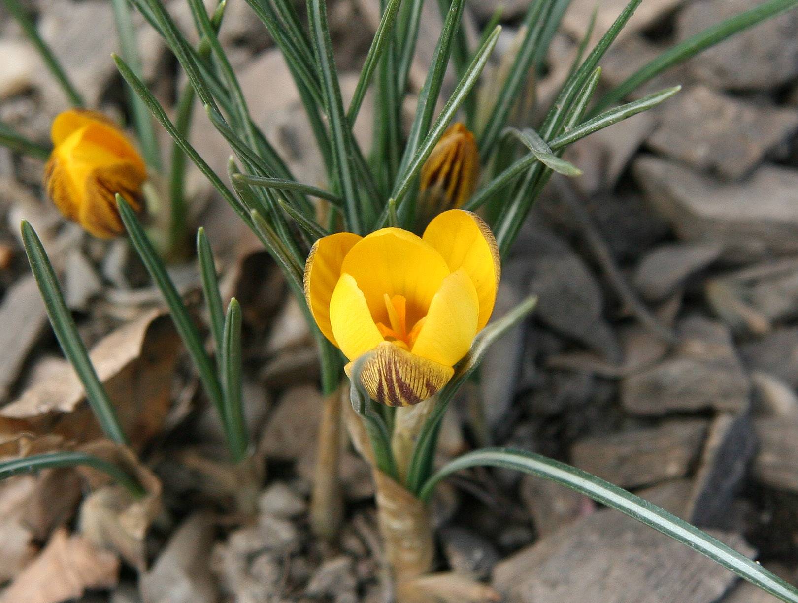 First Yellow Crocus of the Season