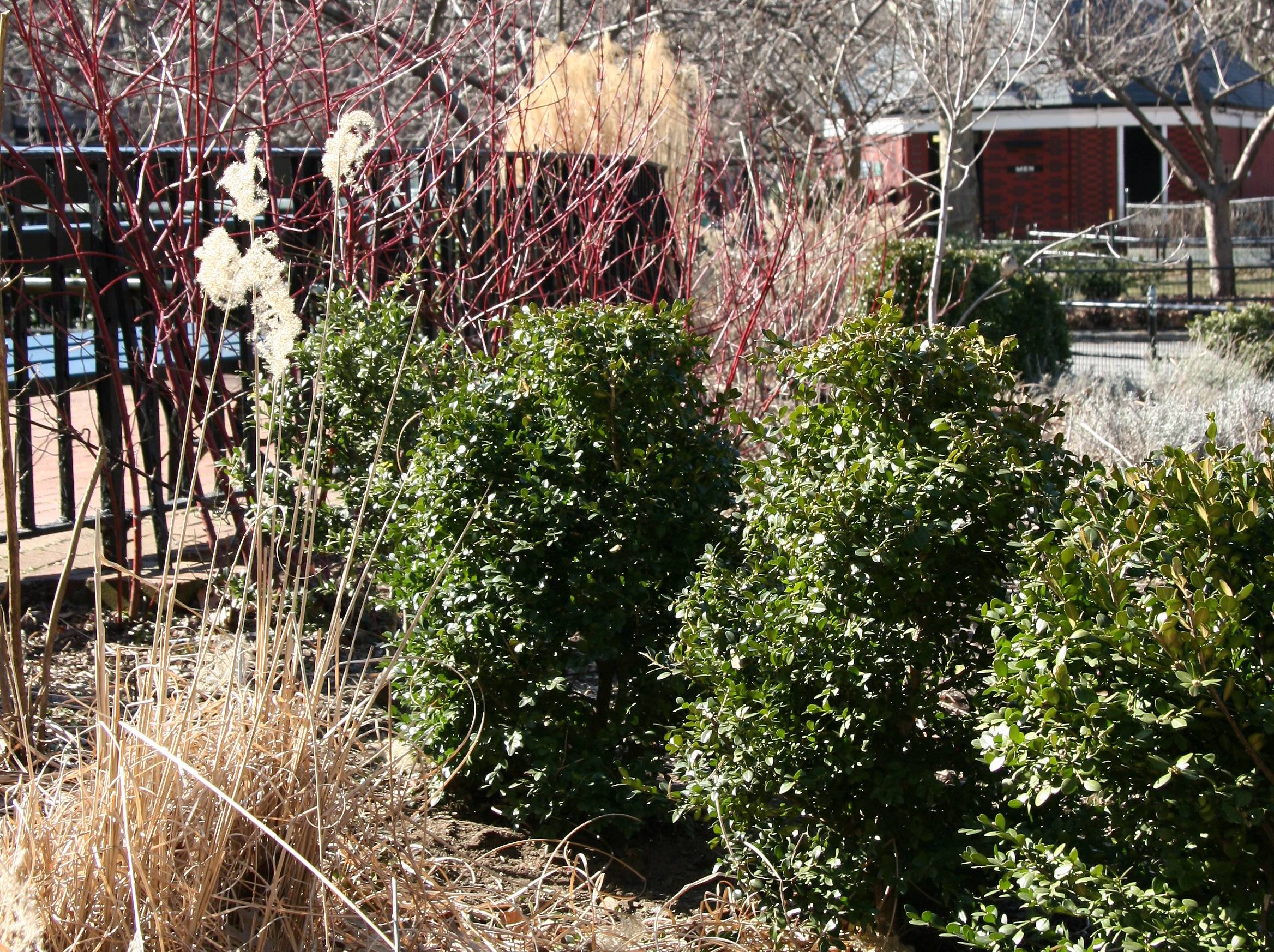 Winter Garden