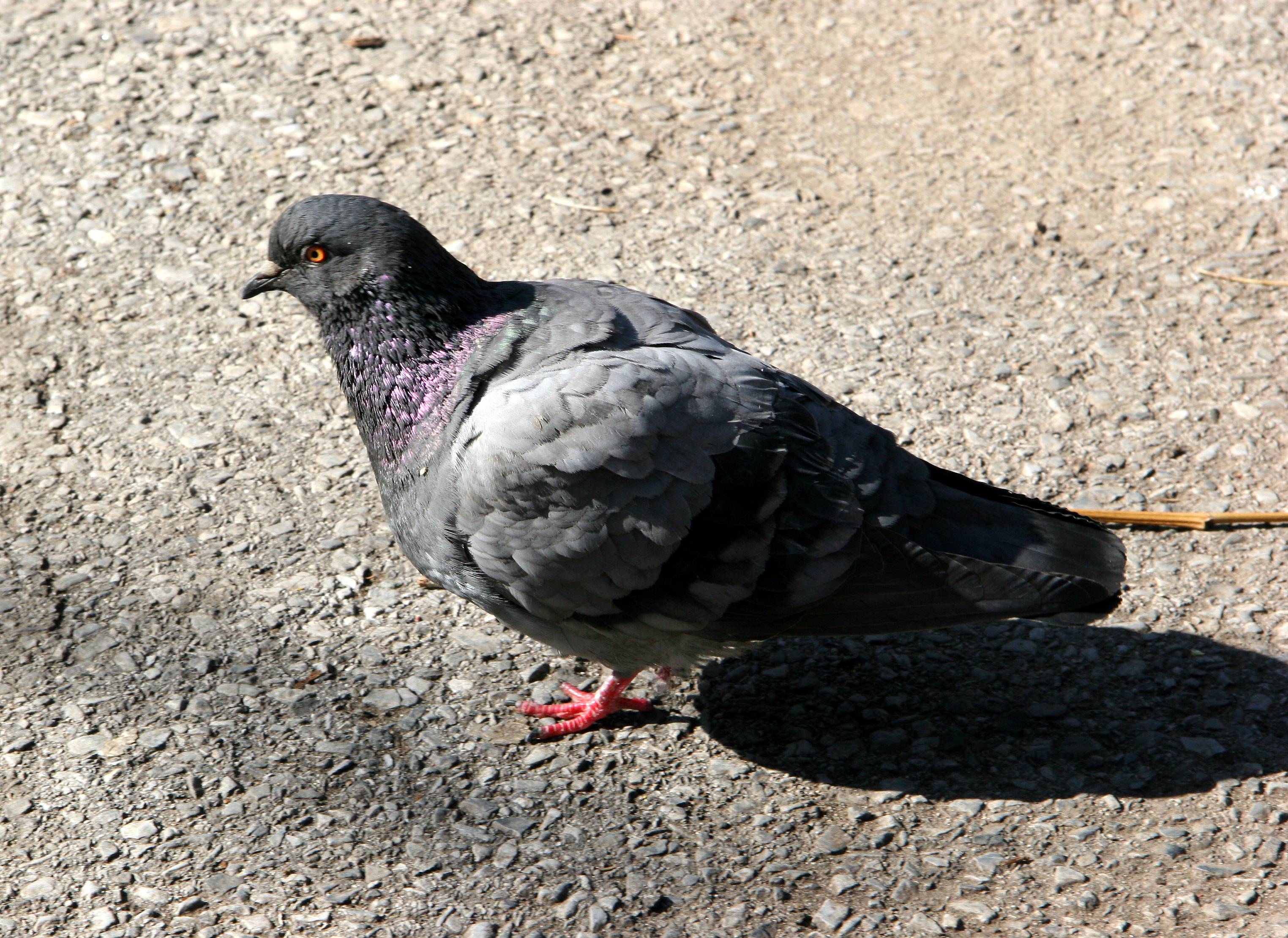 Pigeon