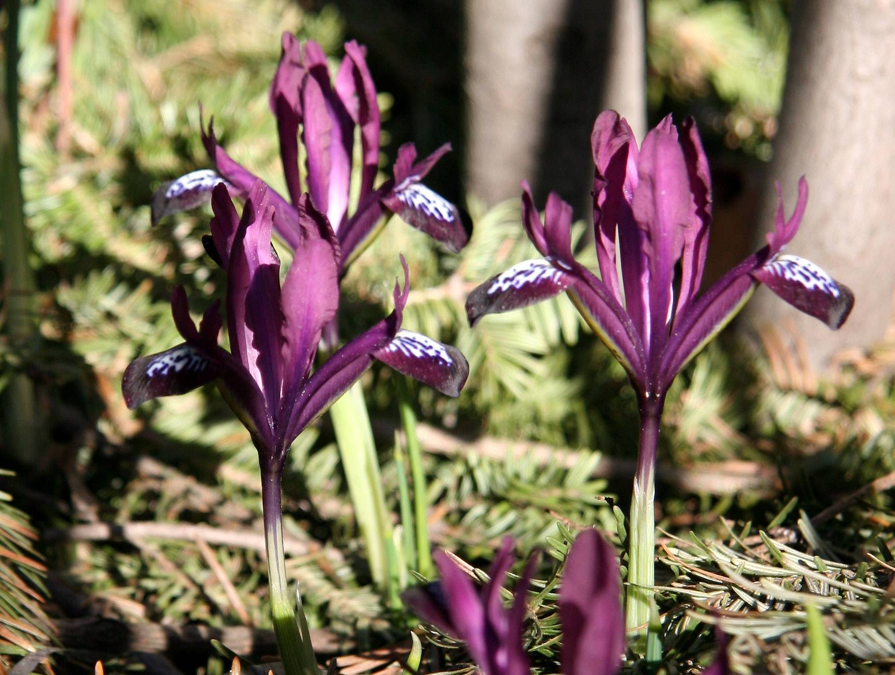 Miniature Iris