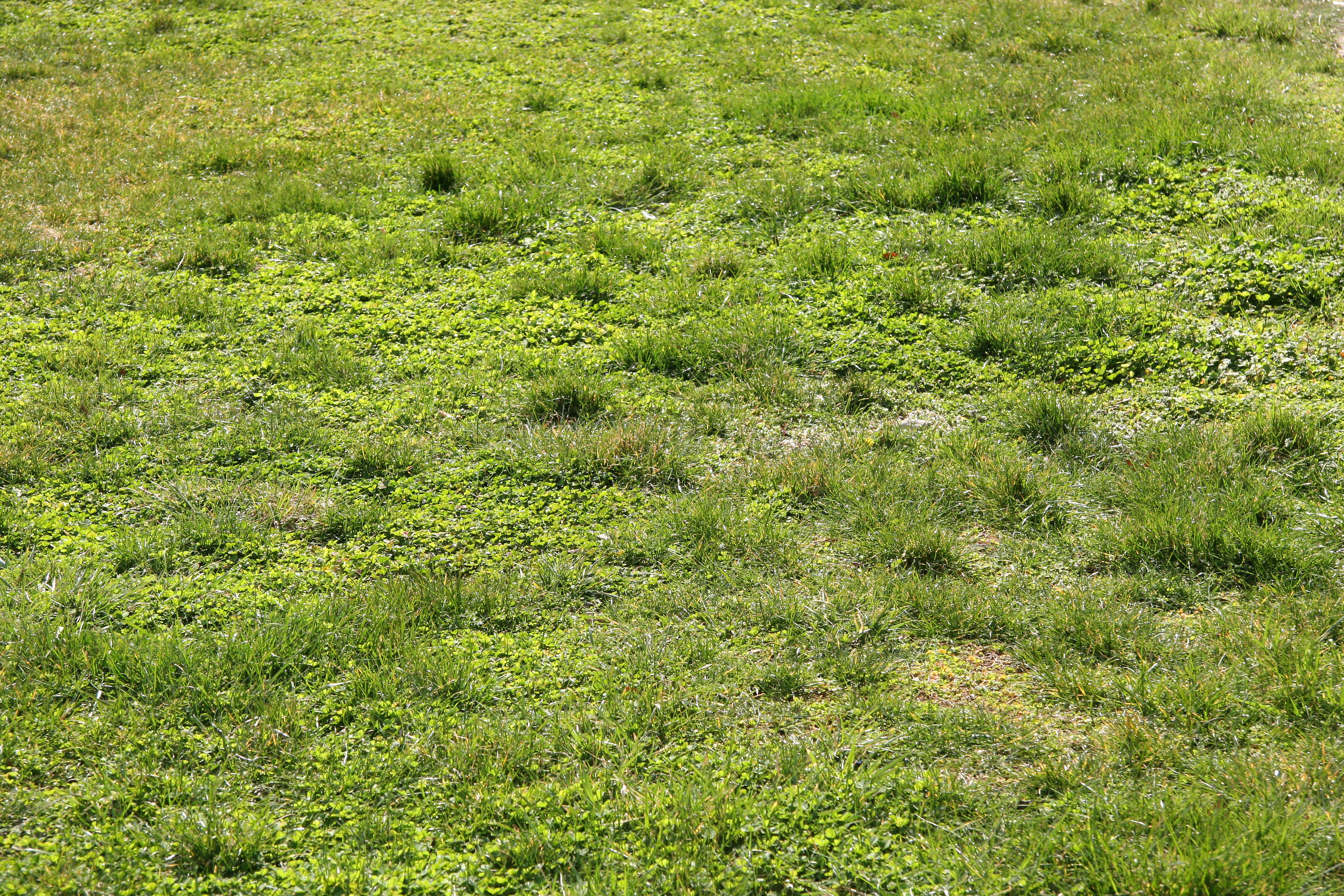 March Grass & Clover - NYU Silver Towers Garden