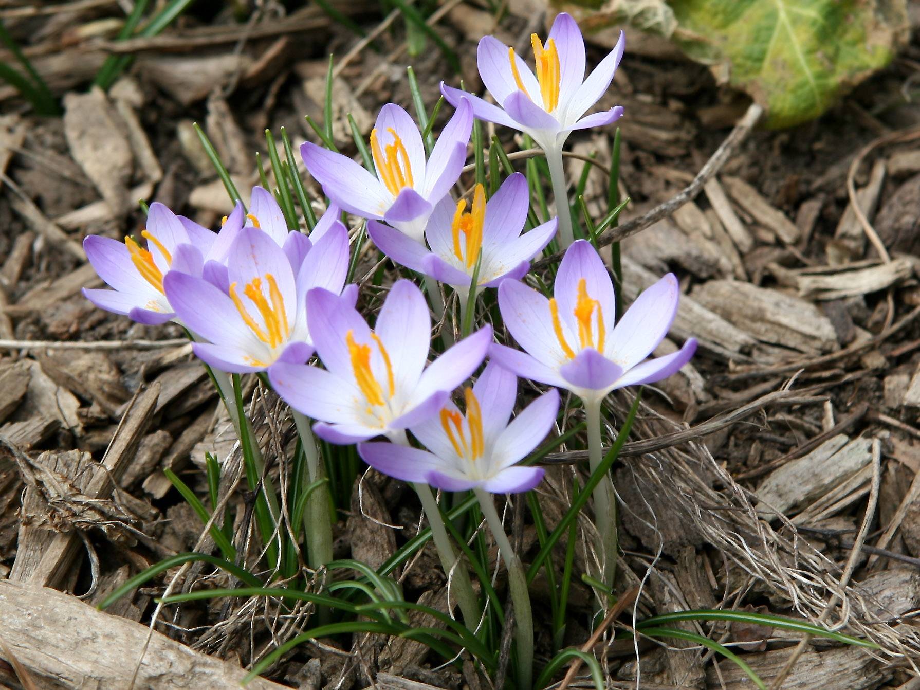 Crocus