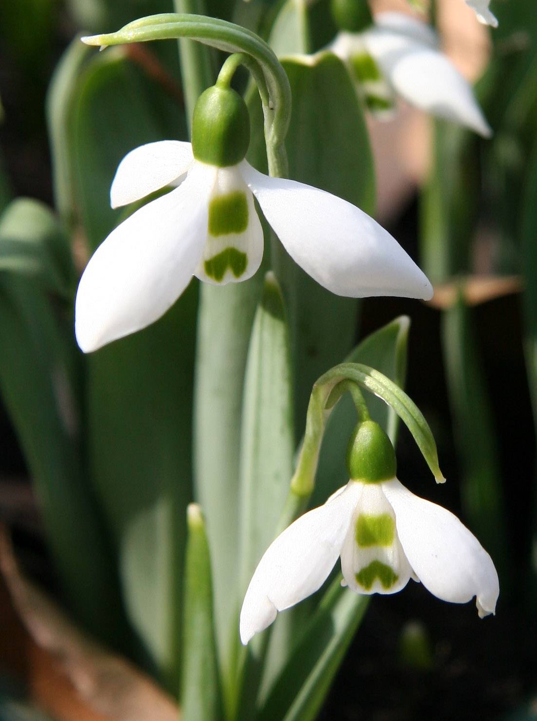 Snowdrops