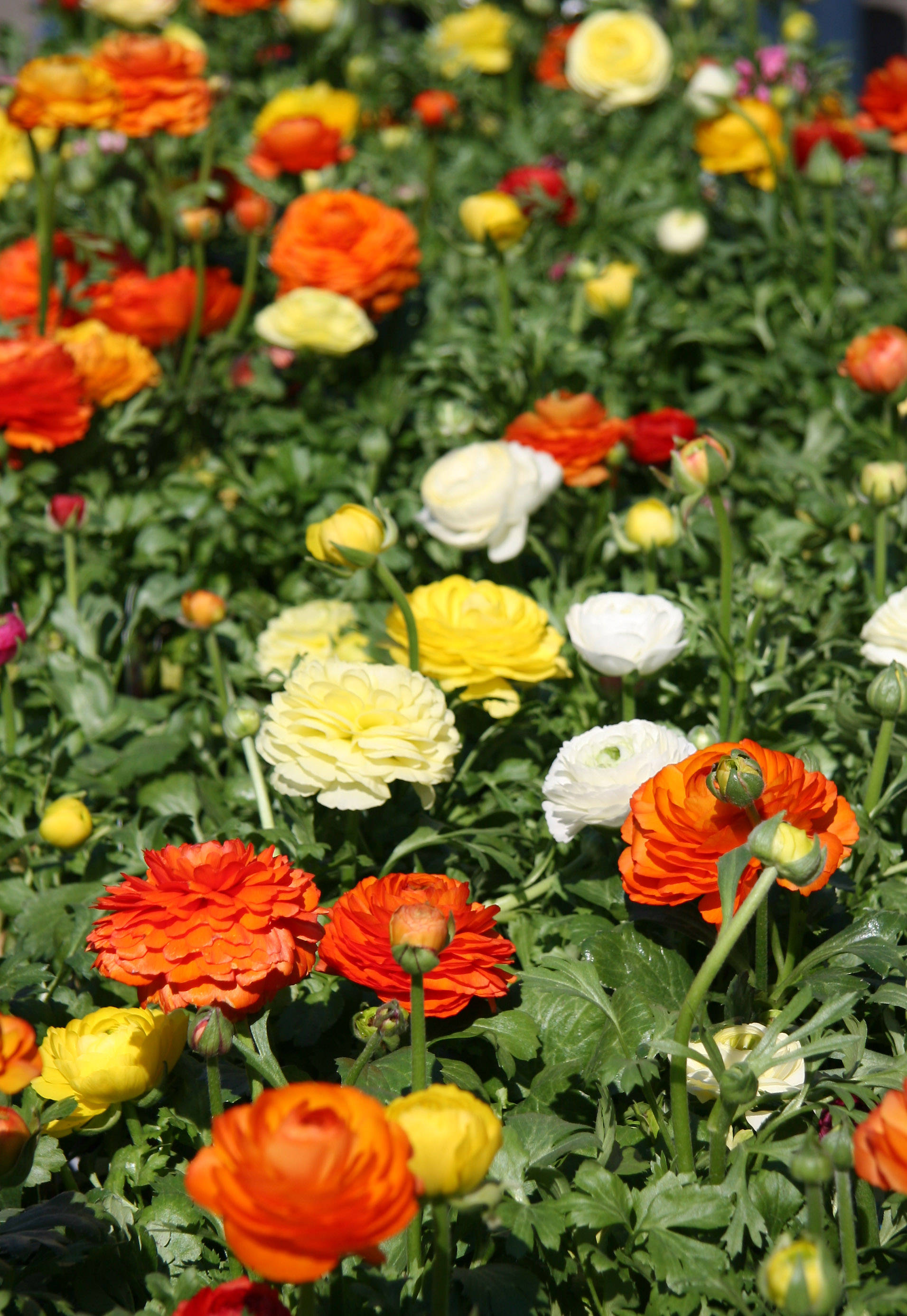 Ranunuclus - Flower Market