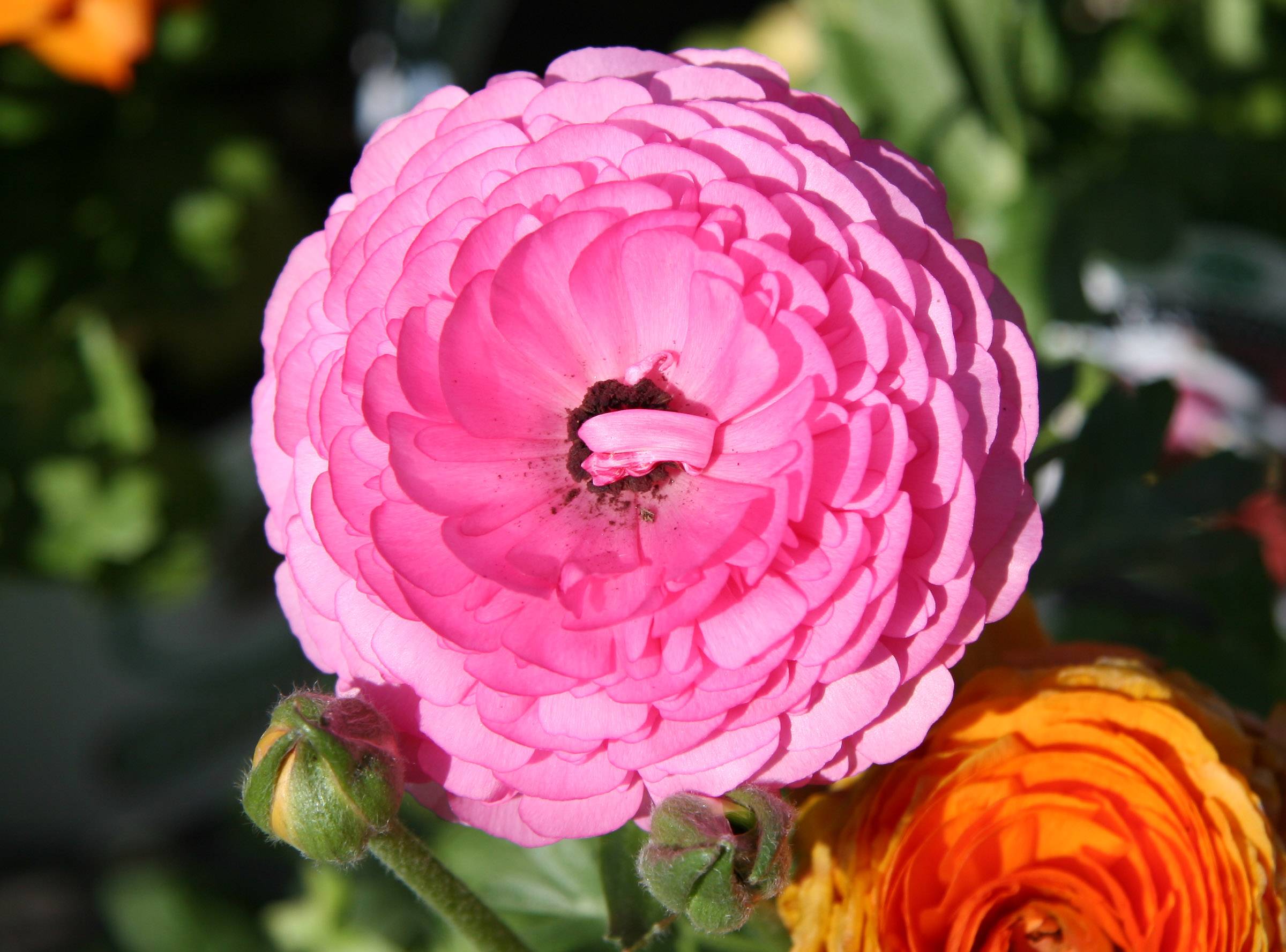 Ranunuclus - Flower Market