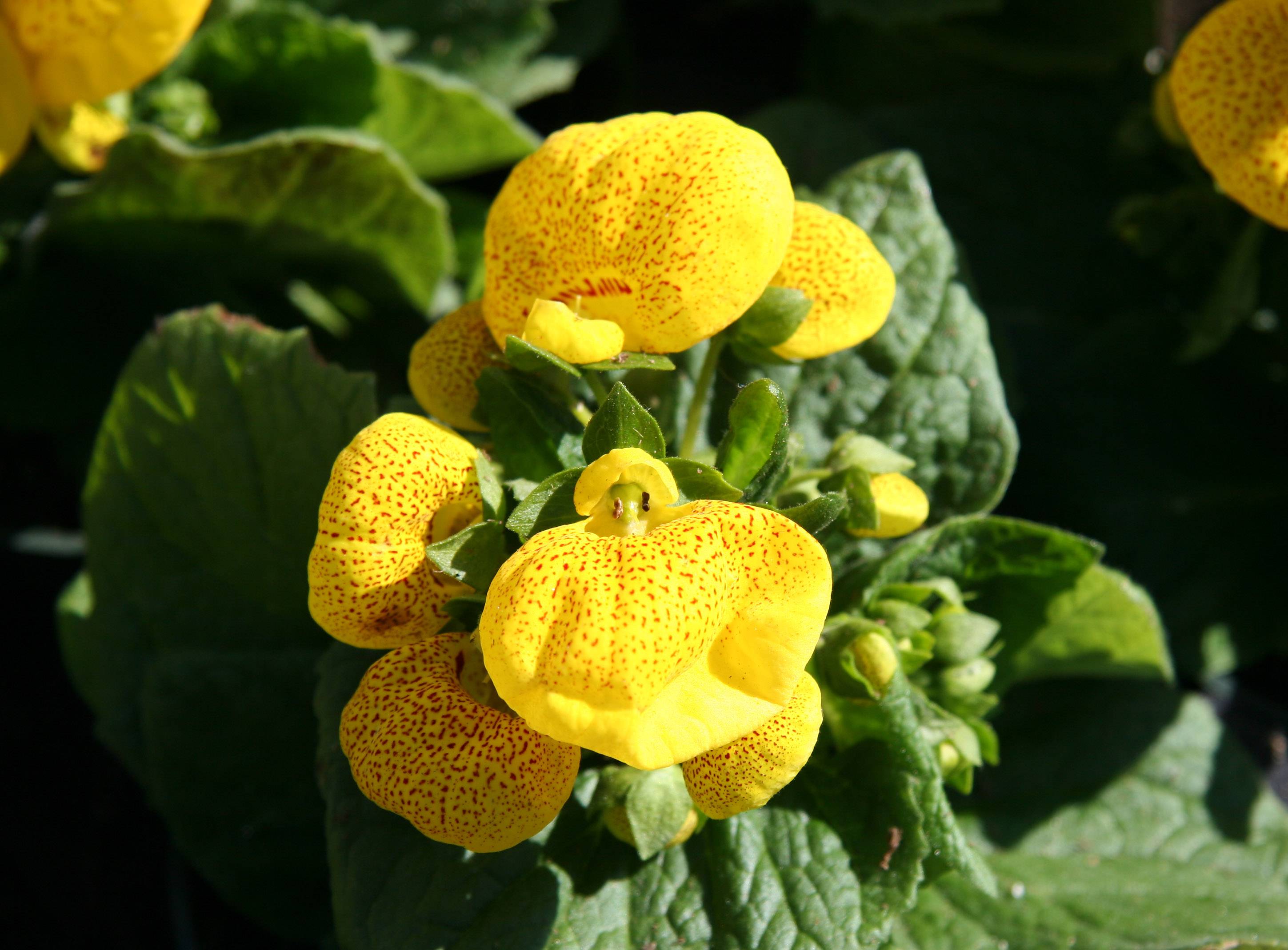 Calceolaria or Pocket/Slipper Flower - Flower Market