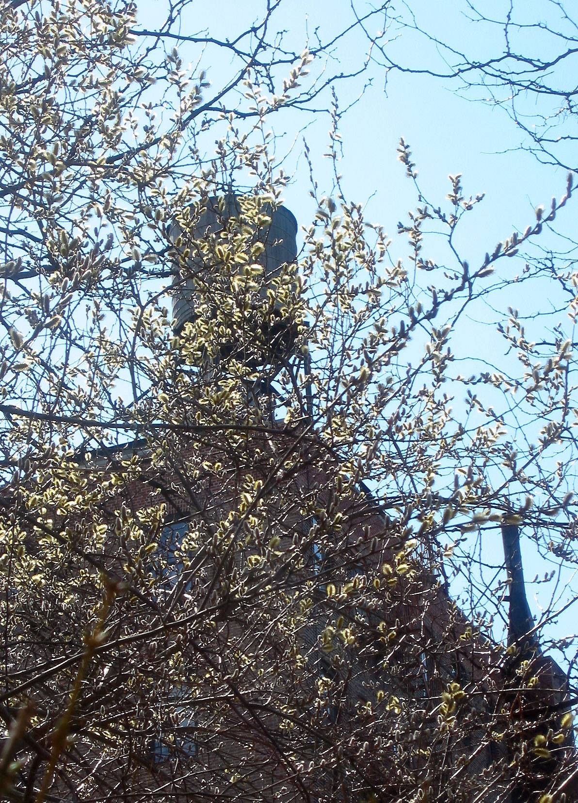 Pussy Willow Tree