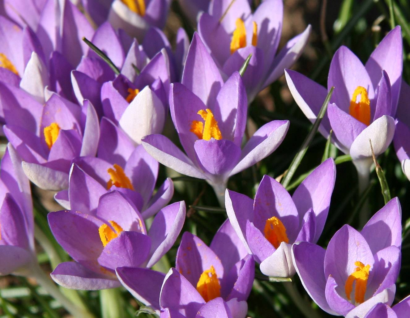 Crocuses