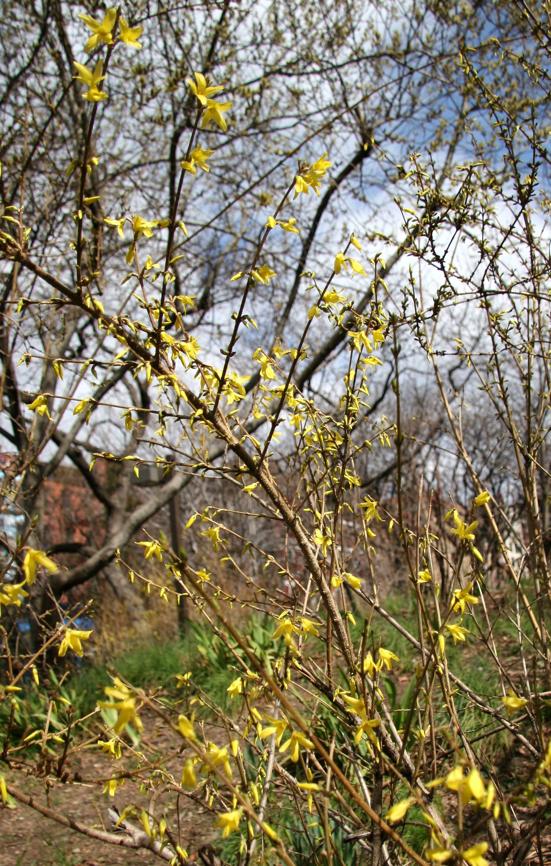 Forsythia & Pussy Willow Tree