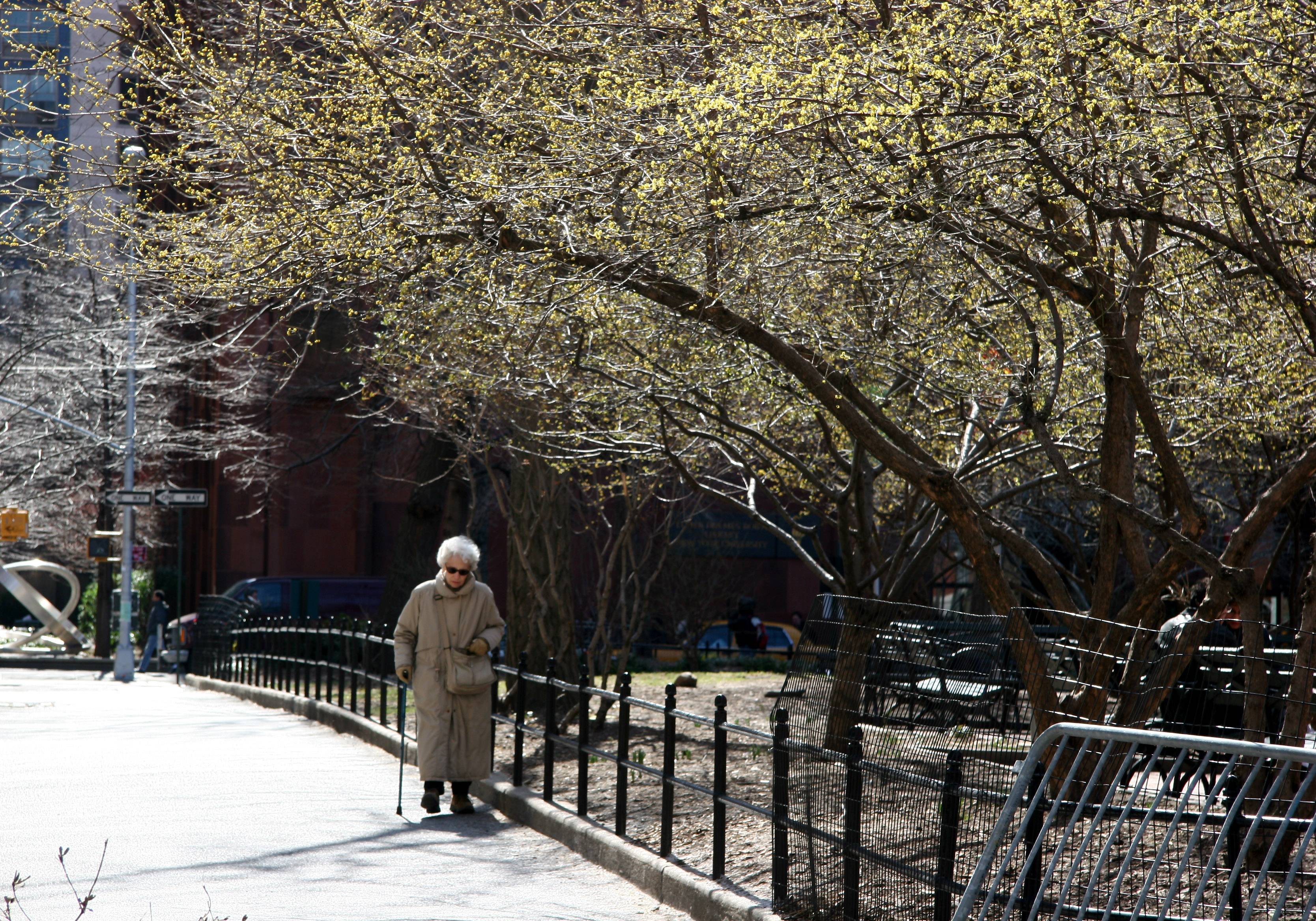 Afternoon Walk by a Dogwood Tree